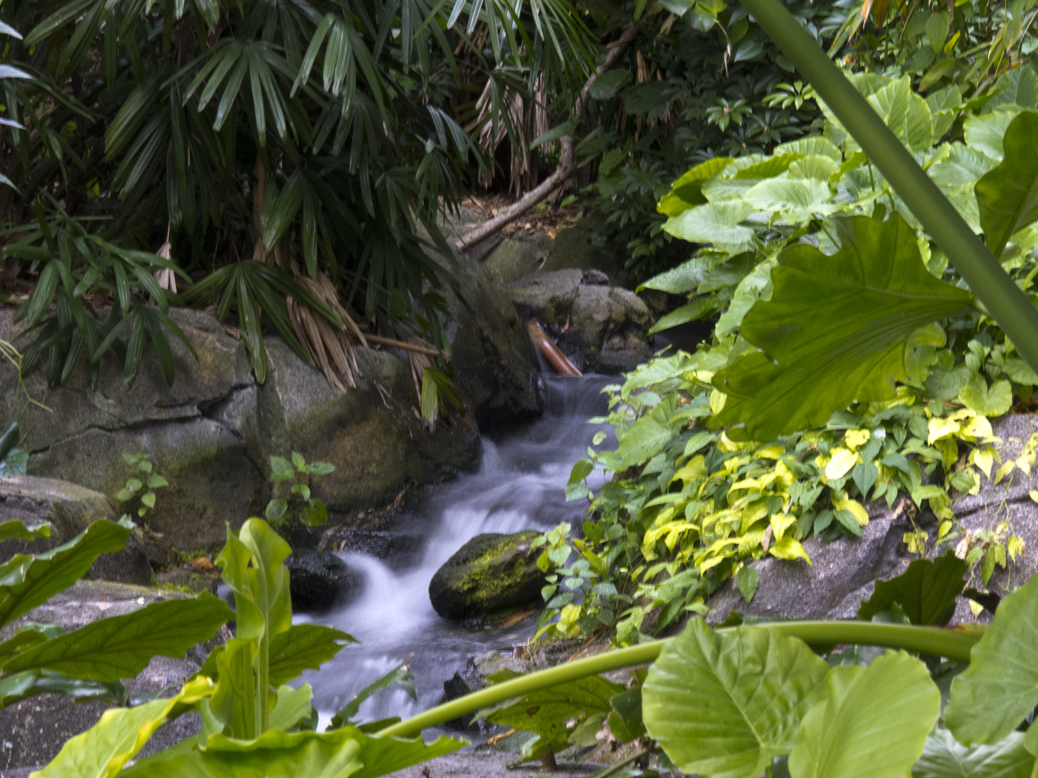 Animal Kingdom - The Oasis