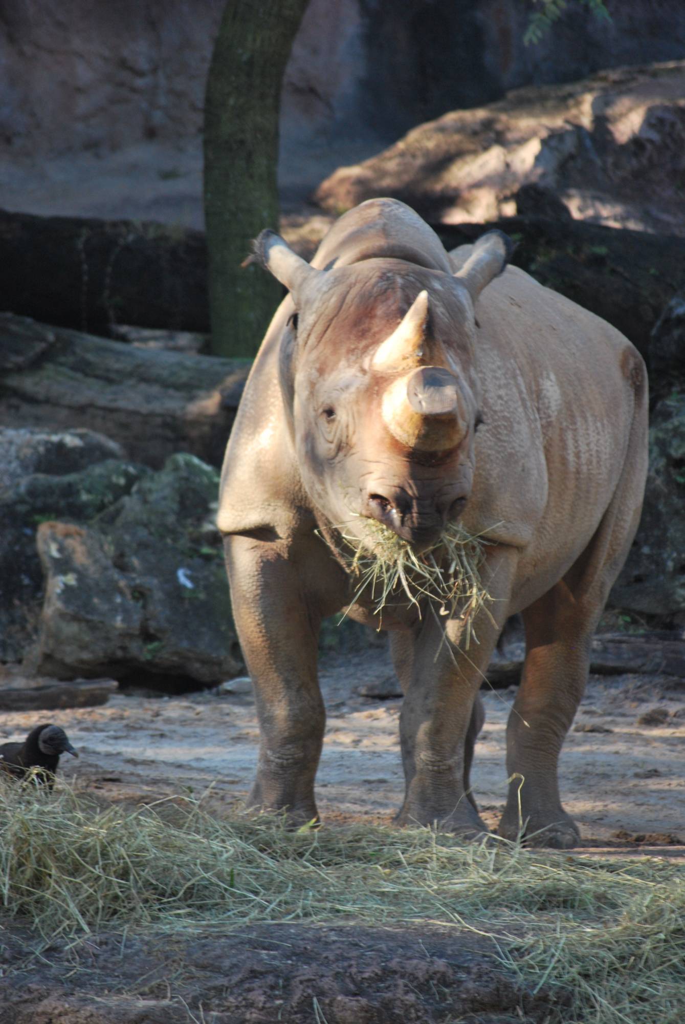 Safari-Rhino