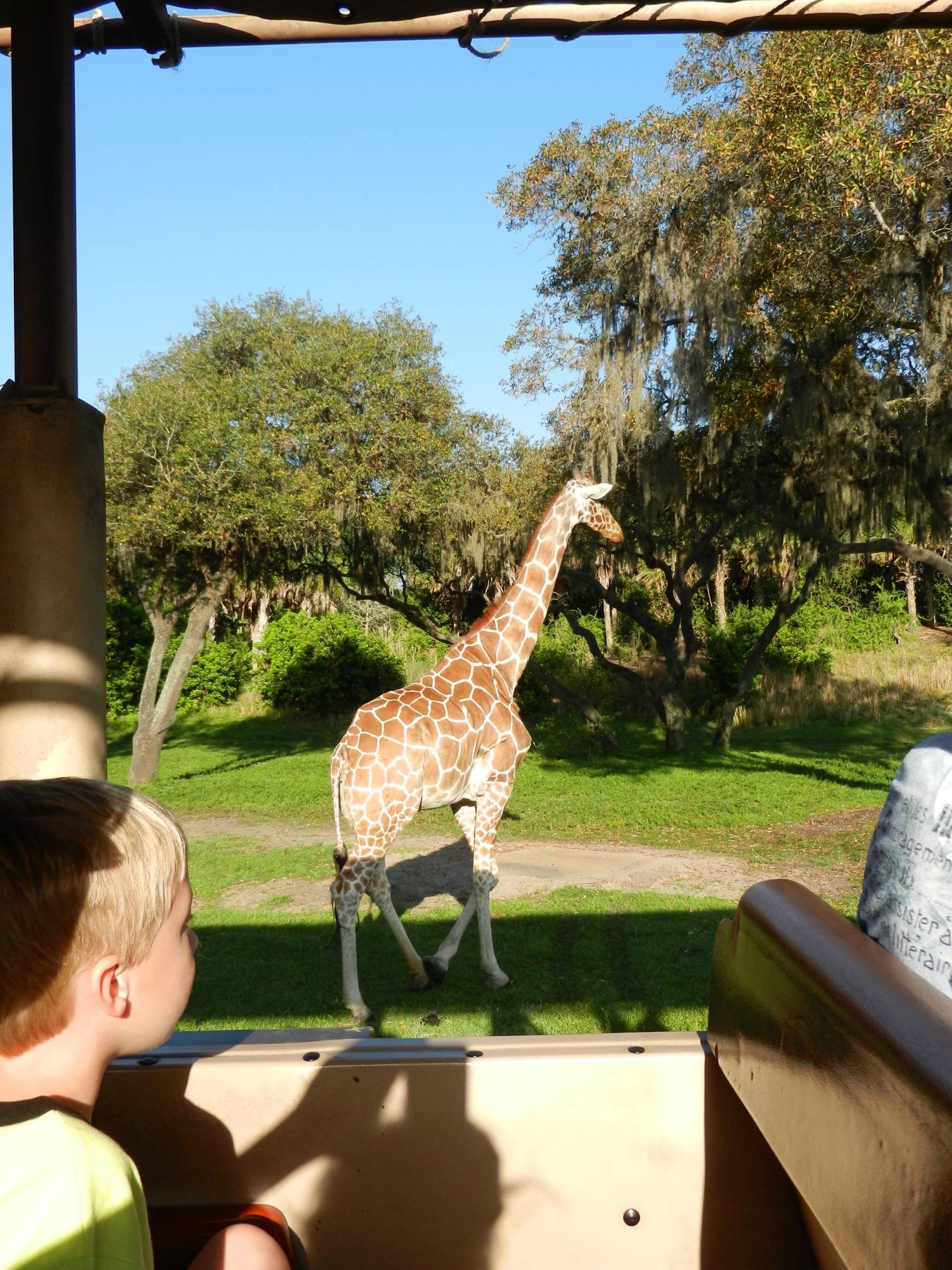 Looking at the Giraffe