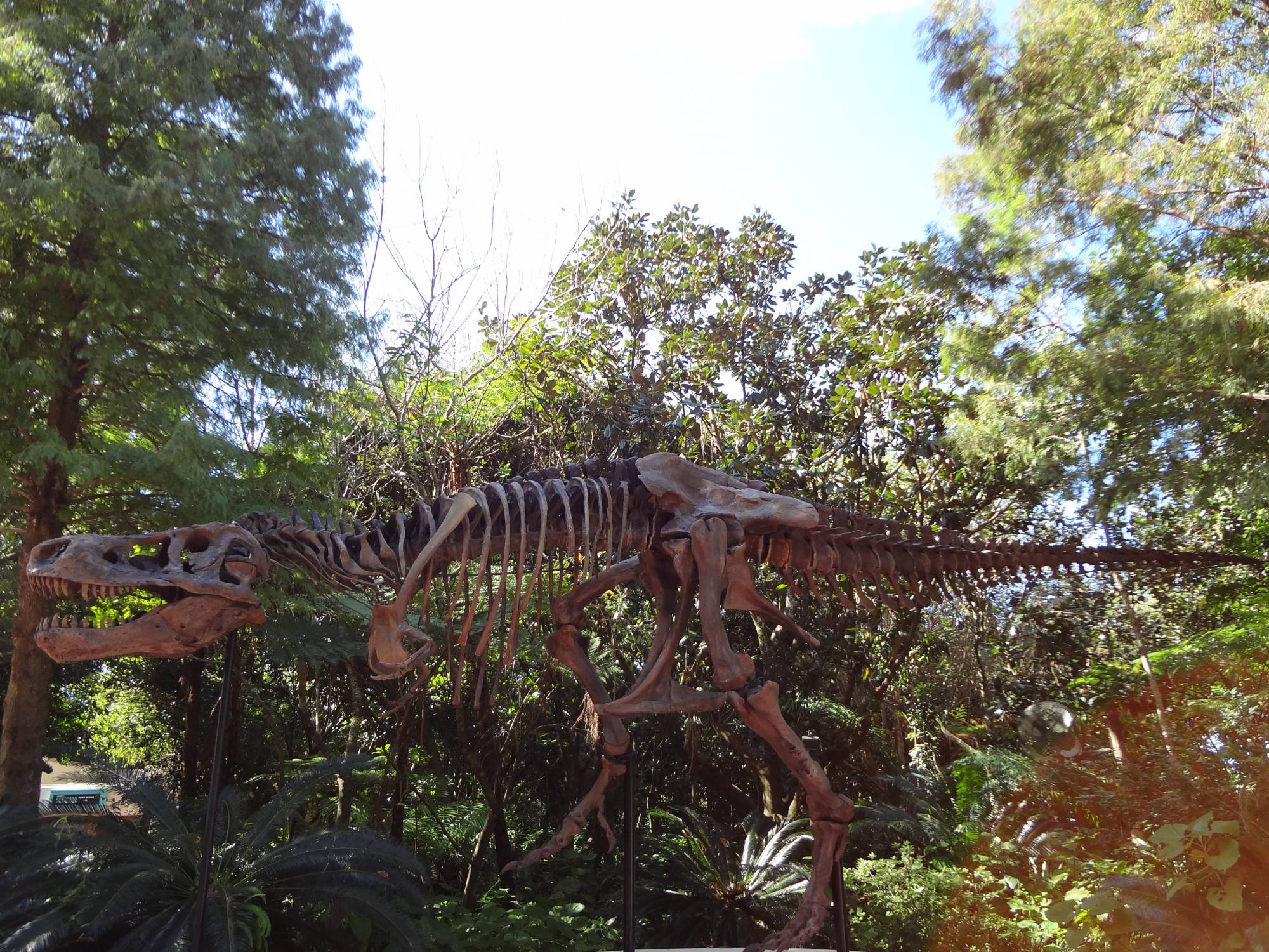 Disney's Animal Kingdom - Dinosaur