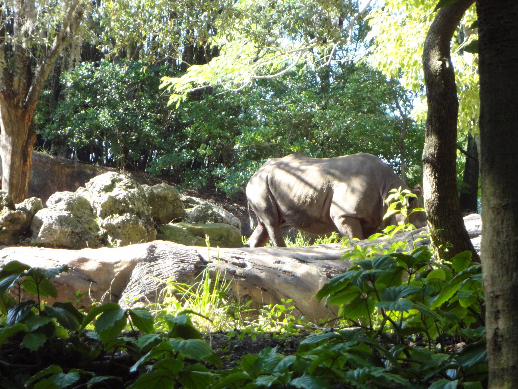 Disney's Animal Kindom - Killamanjaro Safari