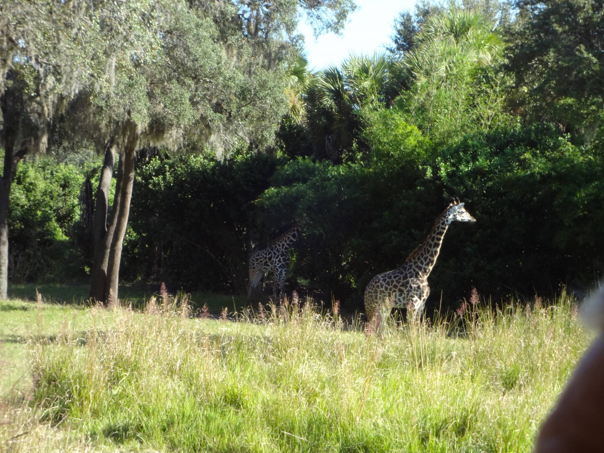 Disney's Animal Kindom - Killamanjaro Safari