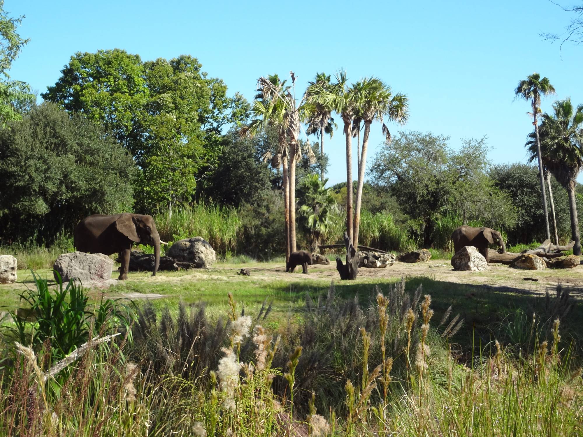 Disney's Animal Kindom - Killamanjaro Safari