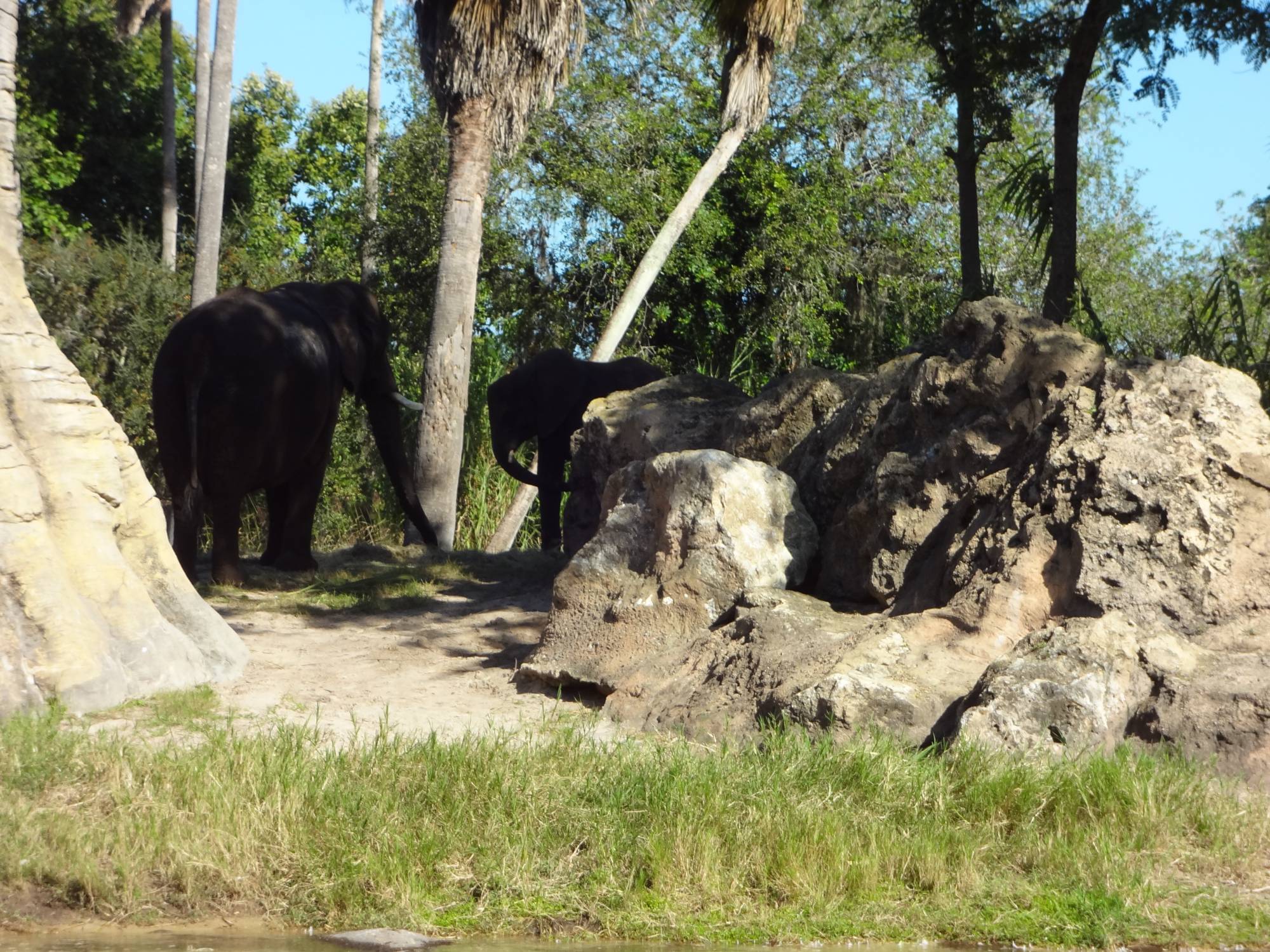 Disney's Animal Kindom - Killamanjaro Safari