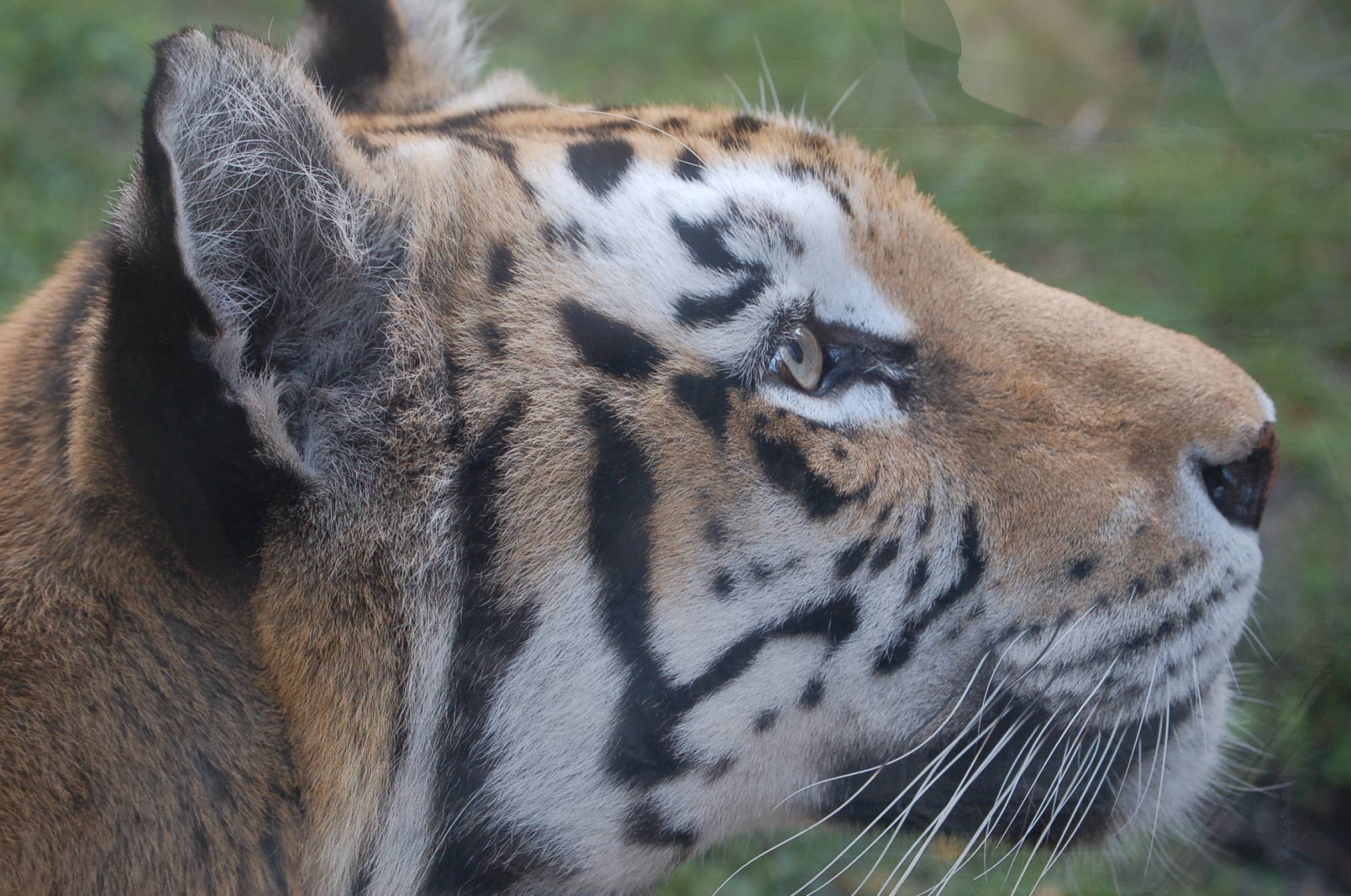 Asian Tigers in Animal Kingdom