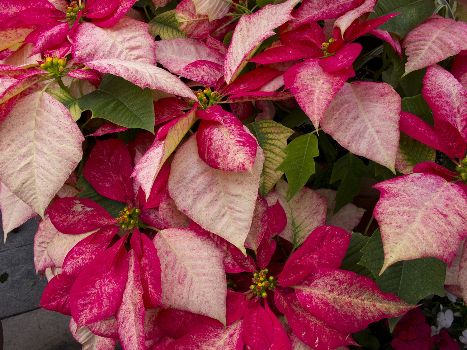 Epcot - Christmas decorations