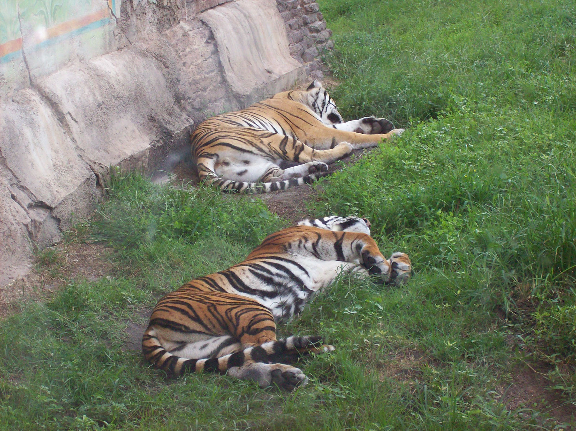 Animal Kingdom - Tigers