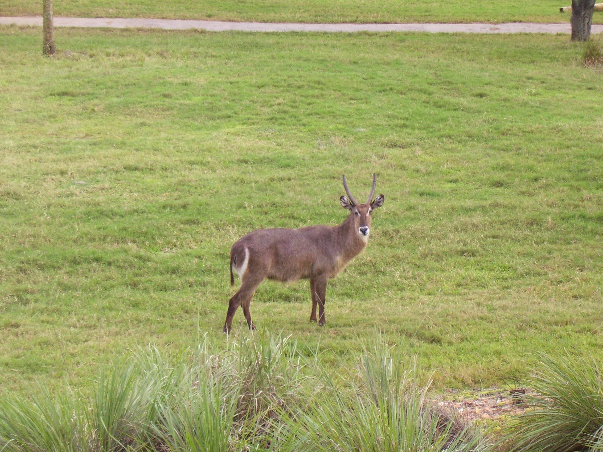 Animal Kingdom Lodge - Waterbuck Antelope