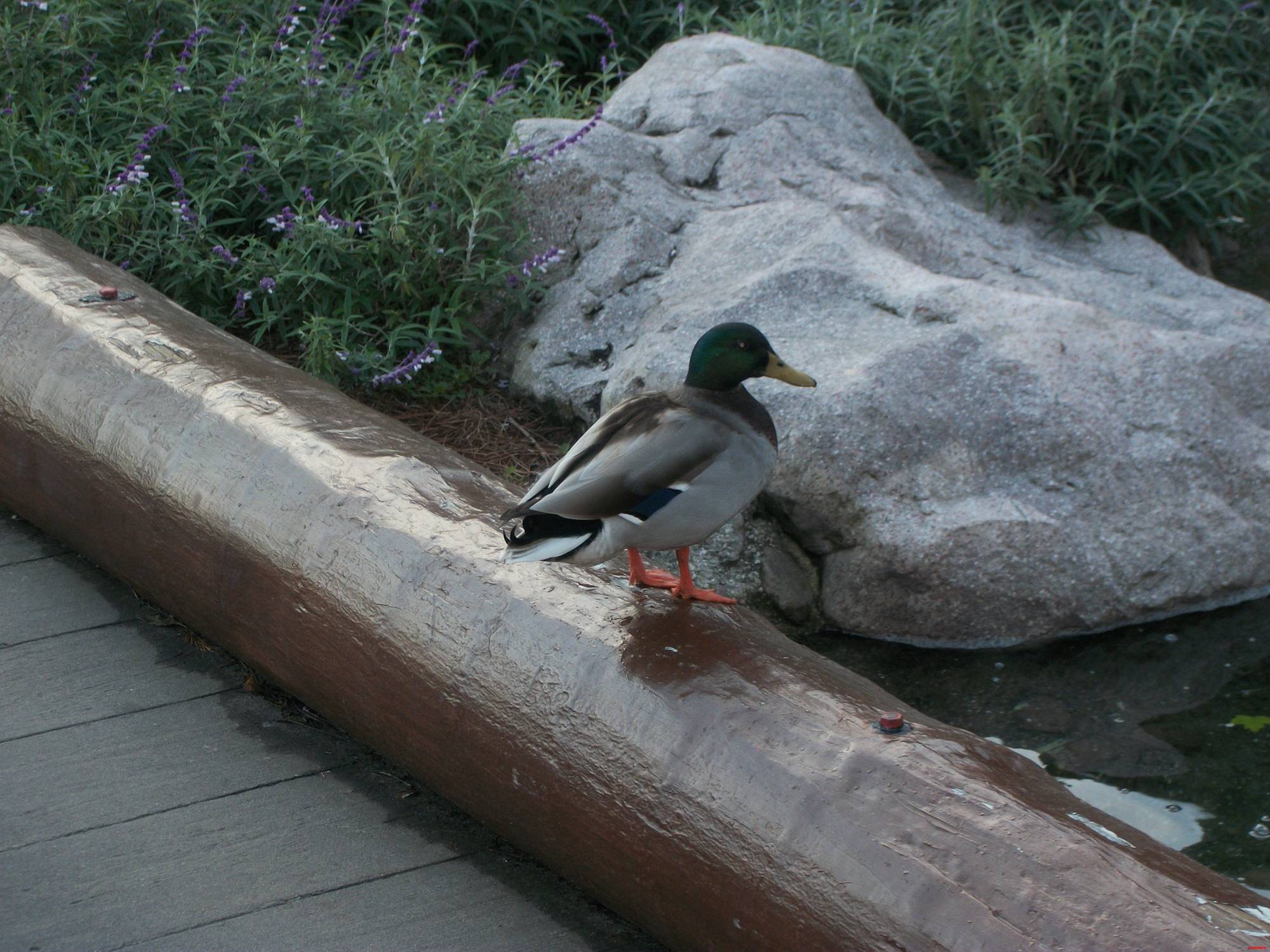 Duck At River