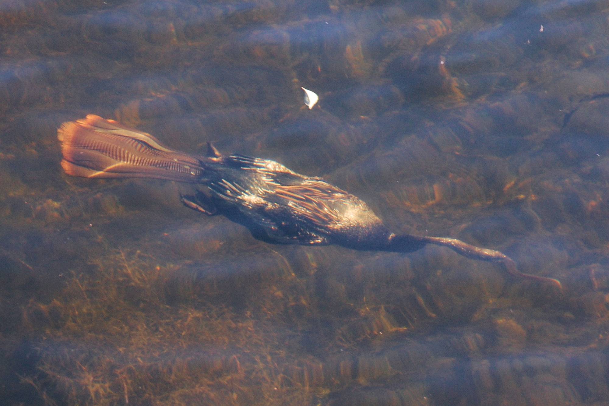 Caribbean Cay Wildlife