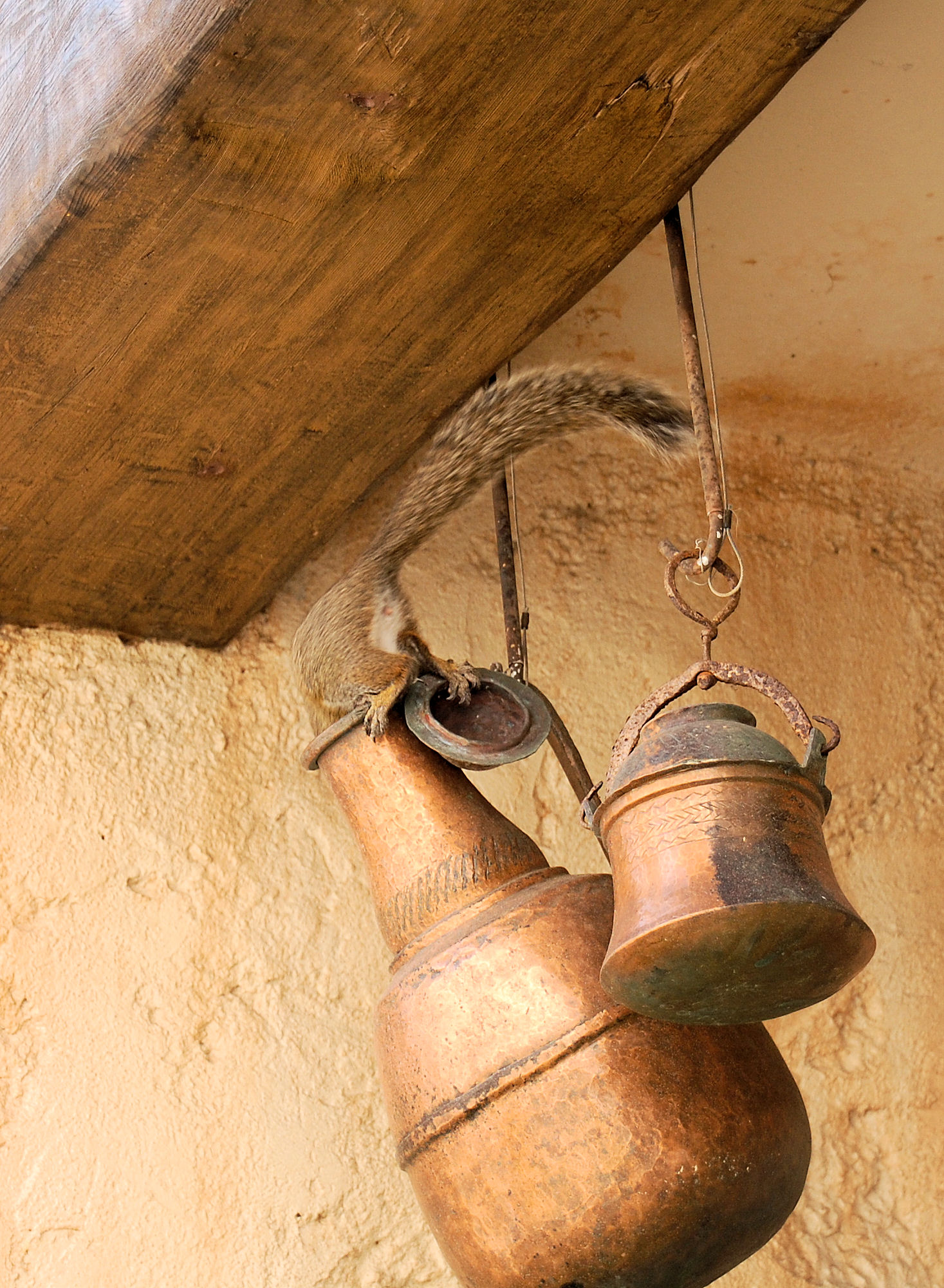 Morocco - squirrel 1