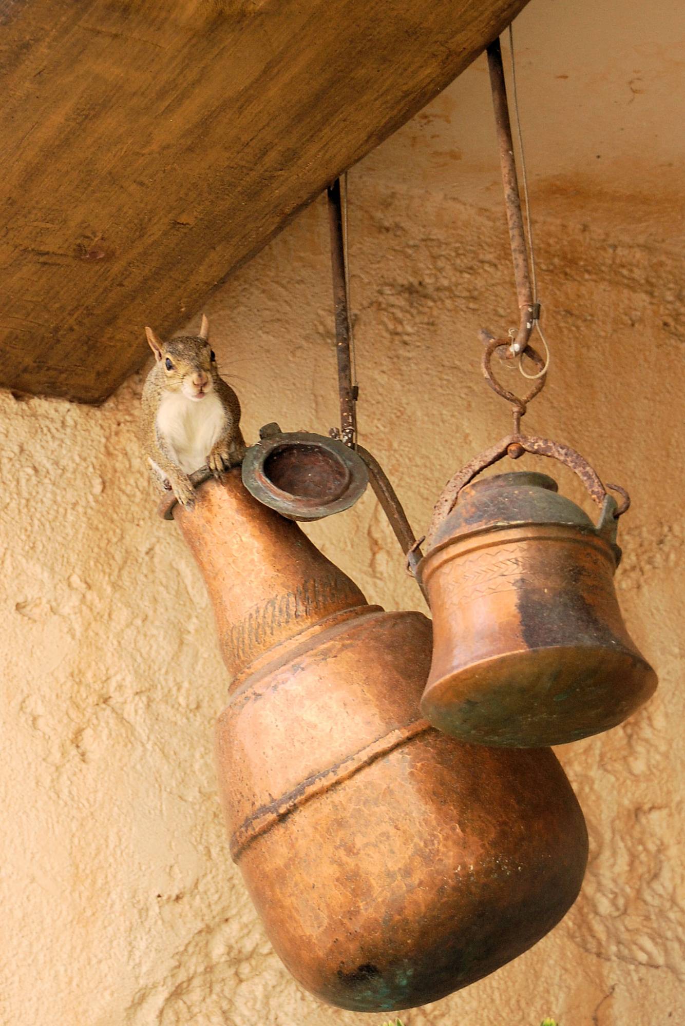 Morocco squirrel 2