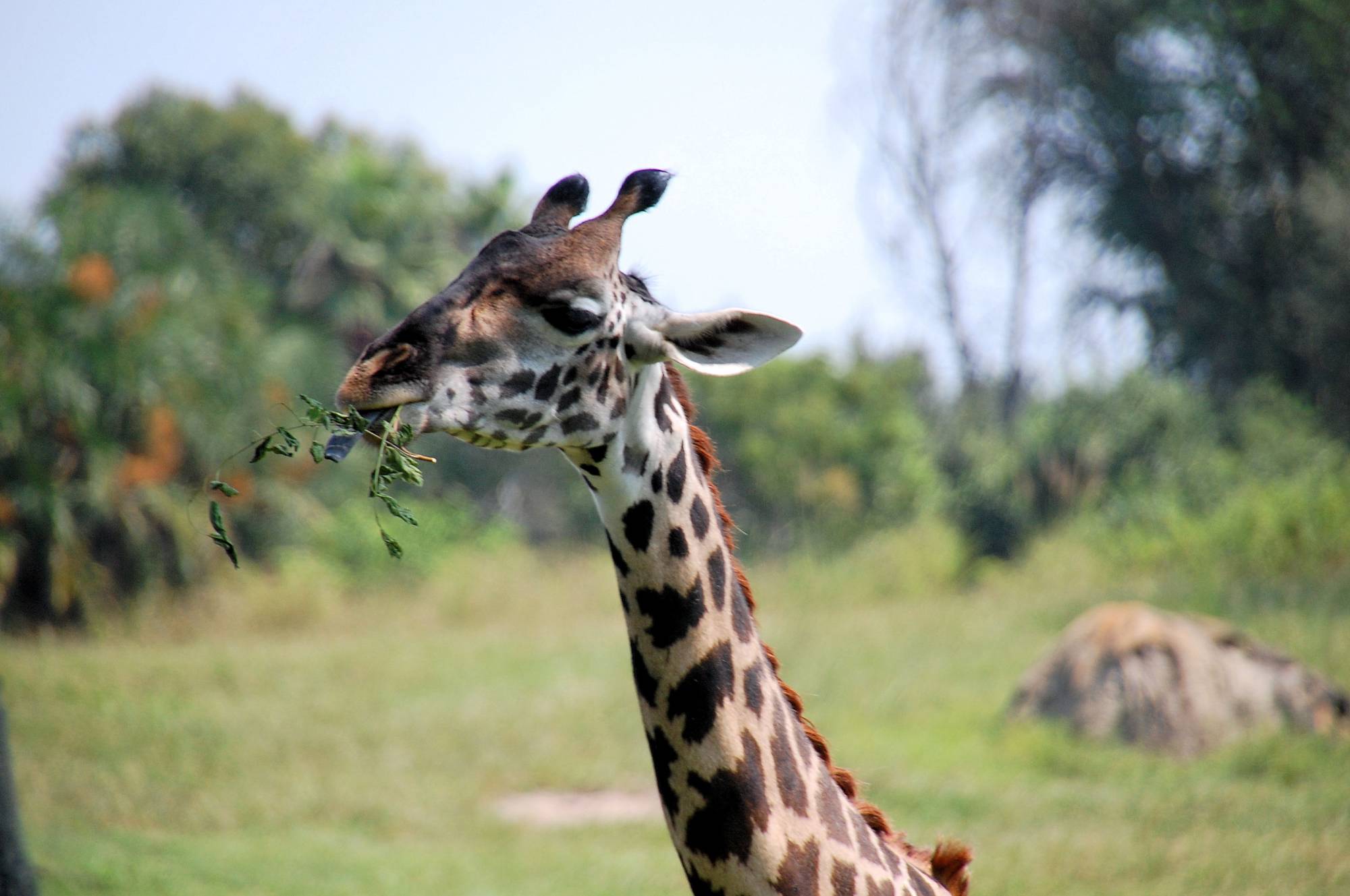 Kilimanjaro Safari