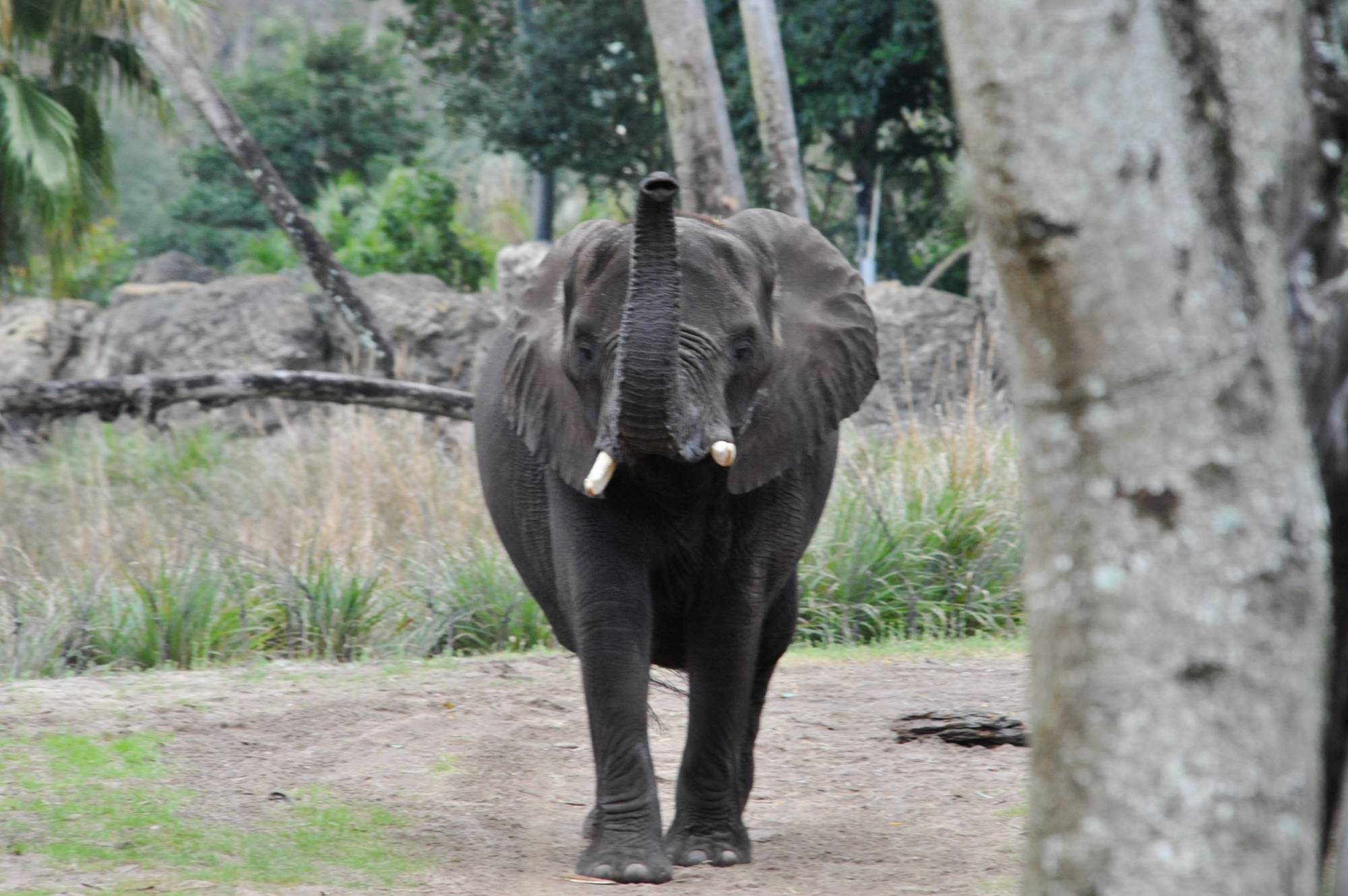 Elephant Strut