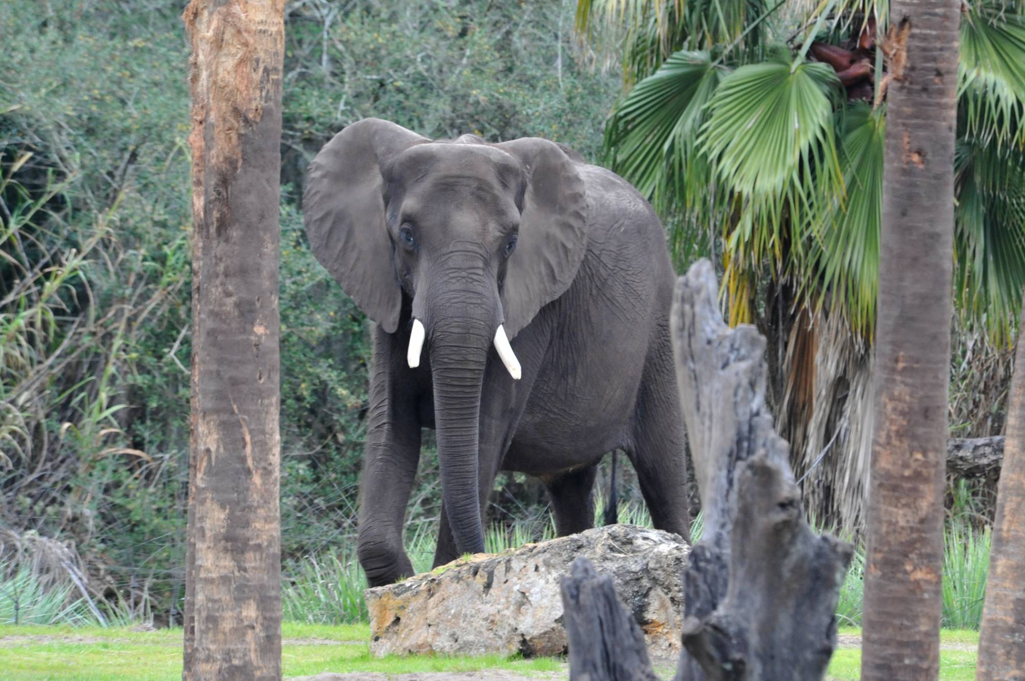 Posing Elephant