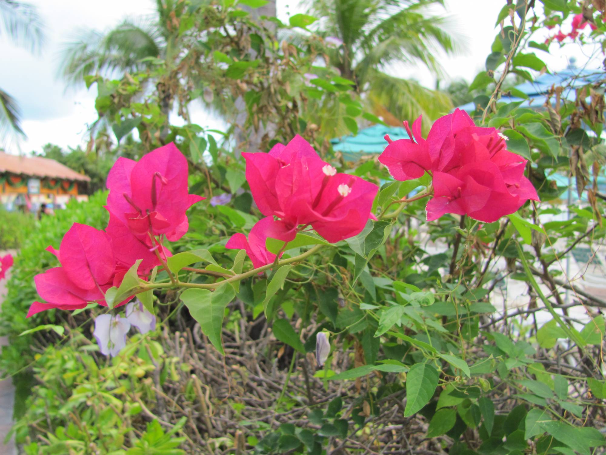 Castaway Cay Foliage