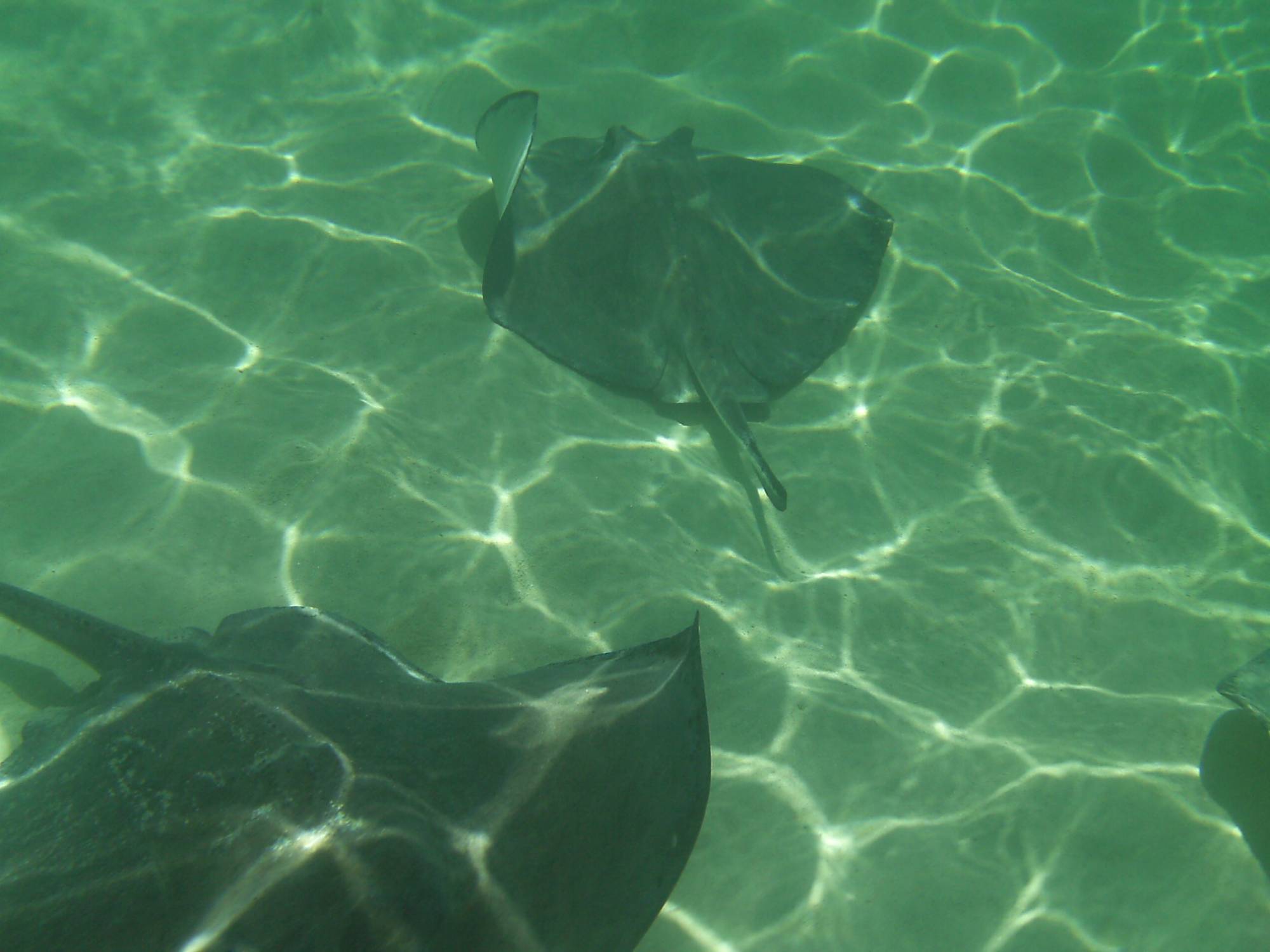 Castaway Ray's Stingrays