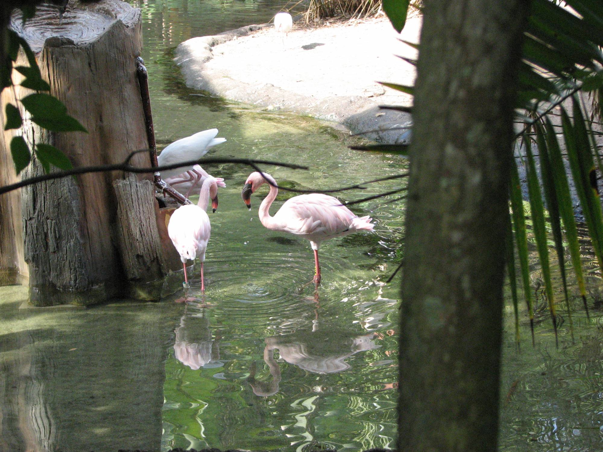 Disneys Animal Kingdom - Discovery Trails