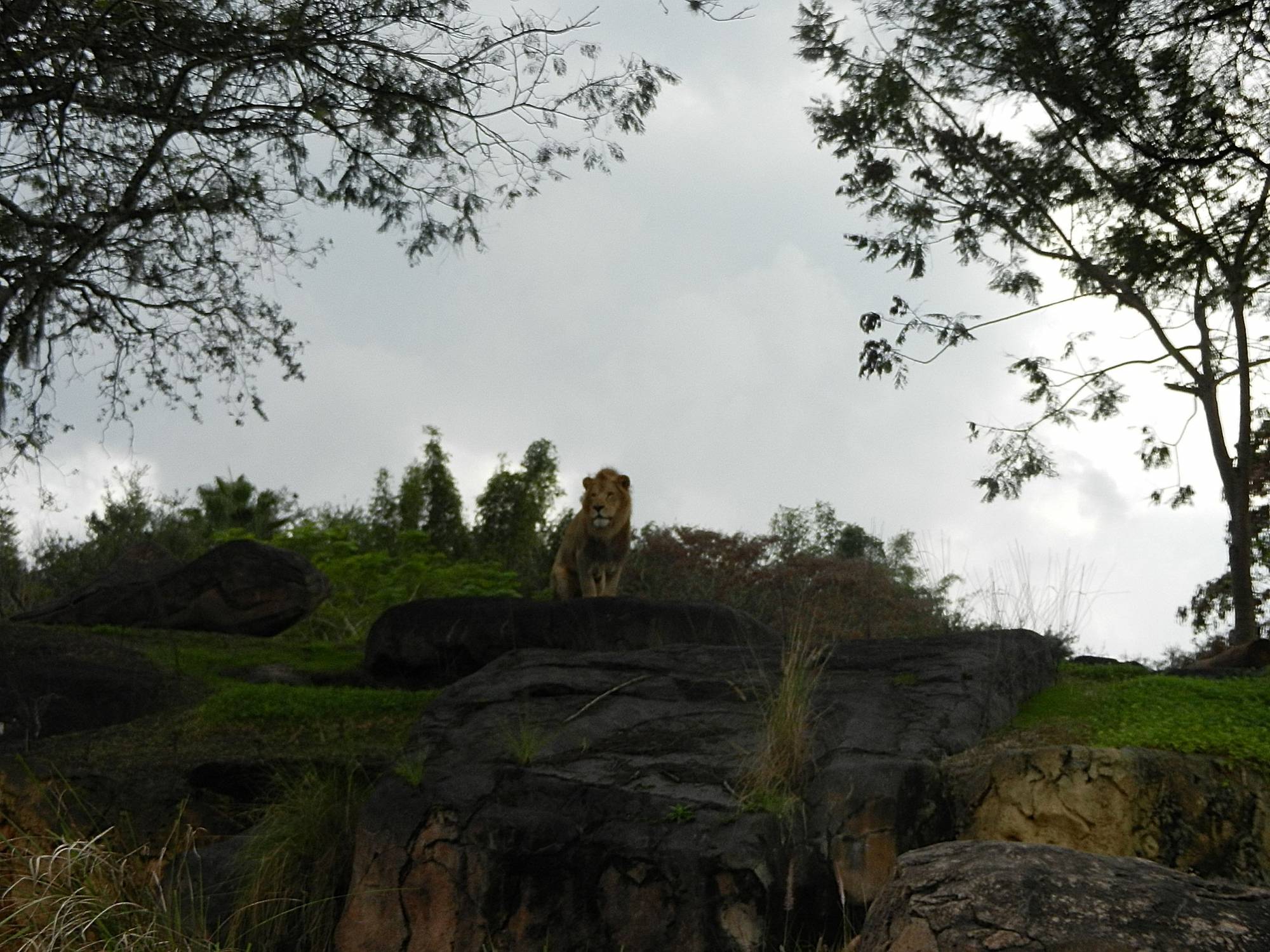 Lion on Rock