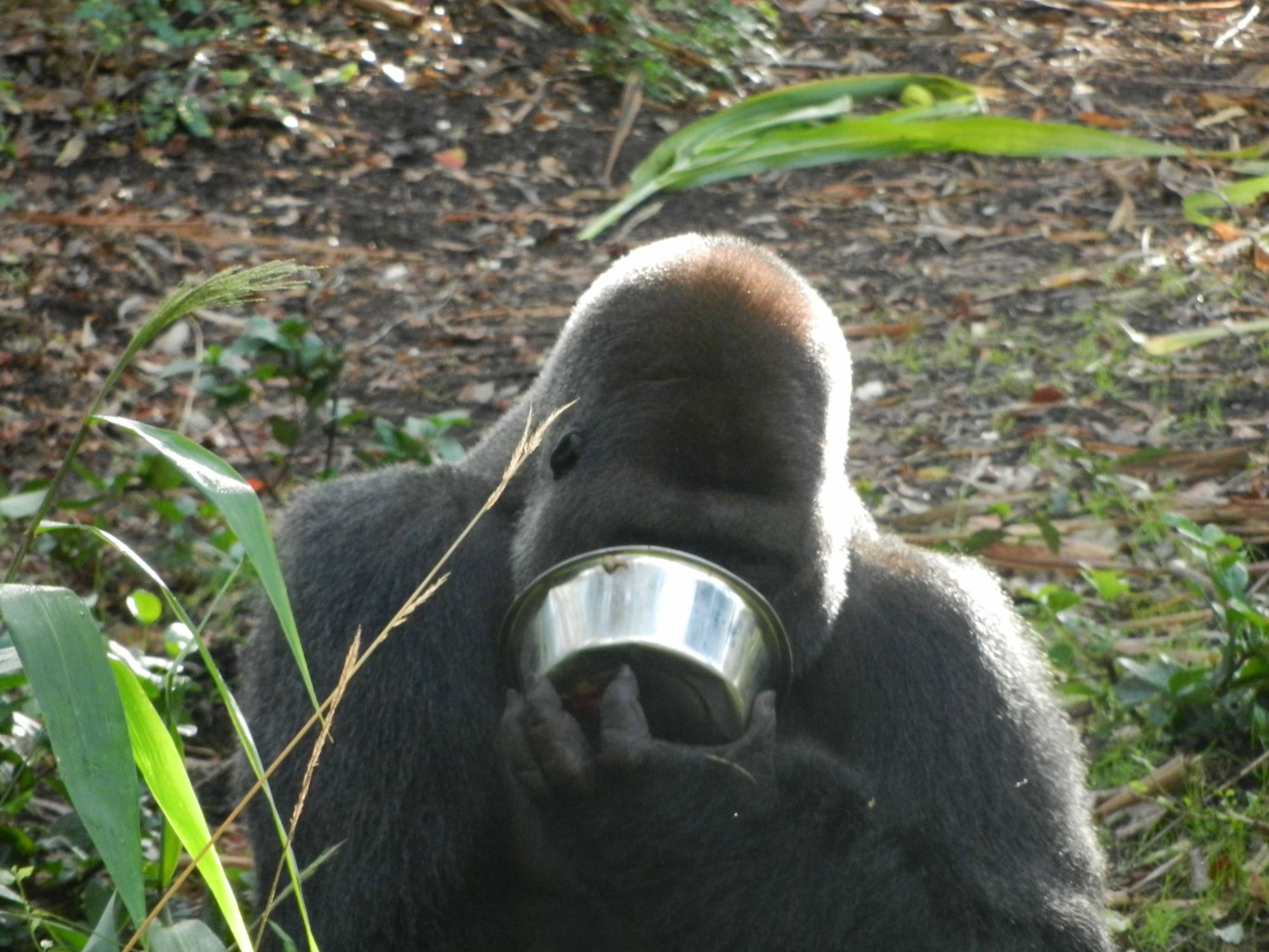 Gorilla with dinner bowl