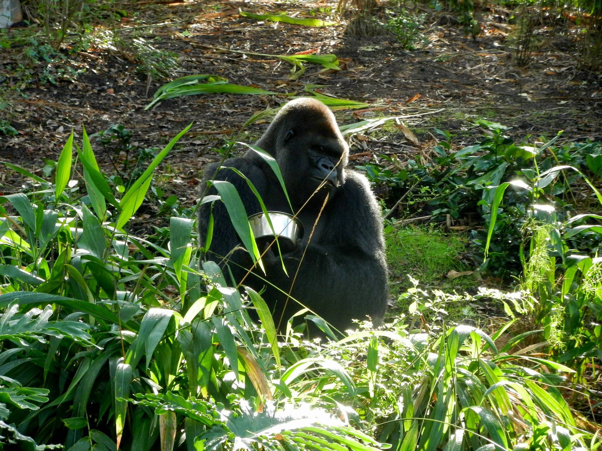 Gorilla eating lunch