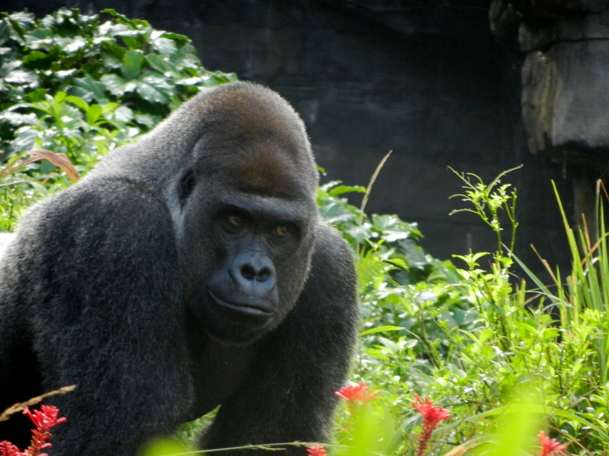 Gorilla stare down