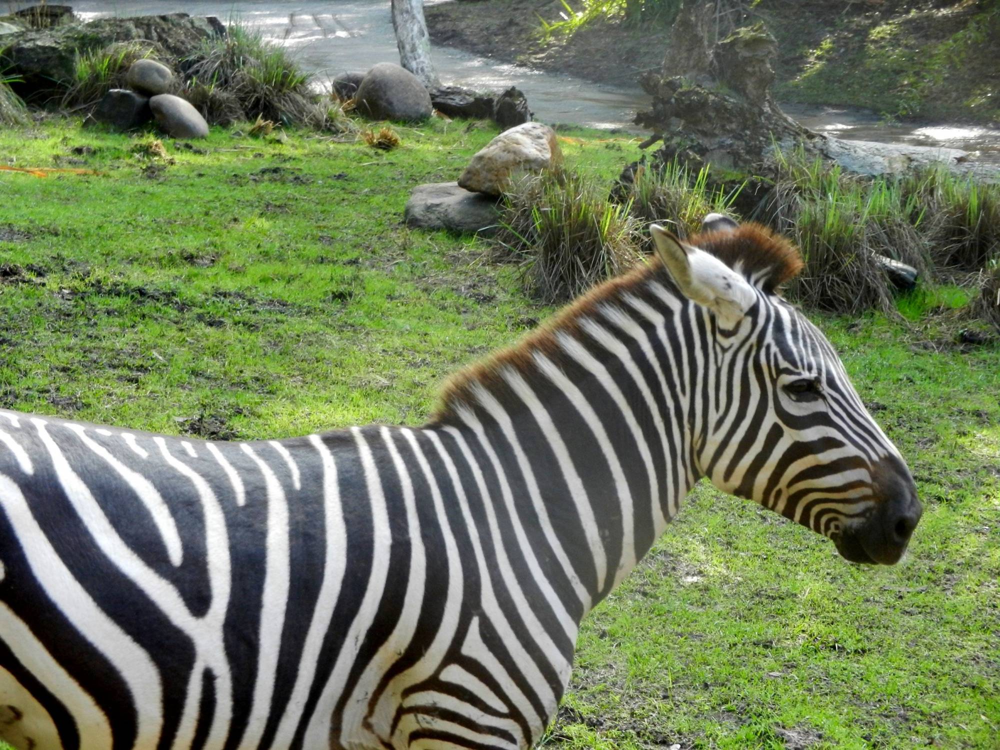 Zebra Close up