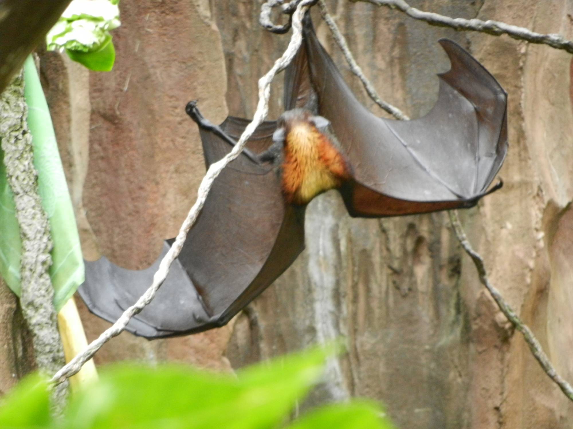 Giant Fruit Bat spreading wings