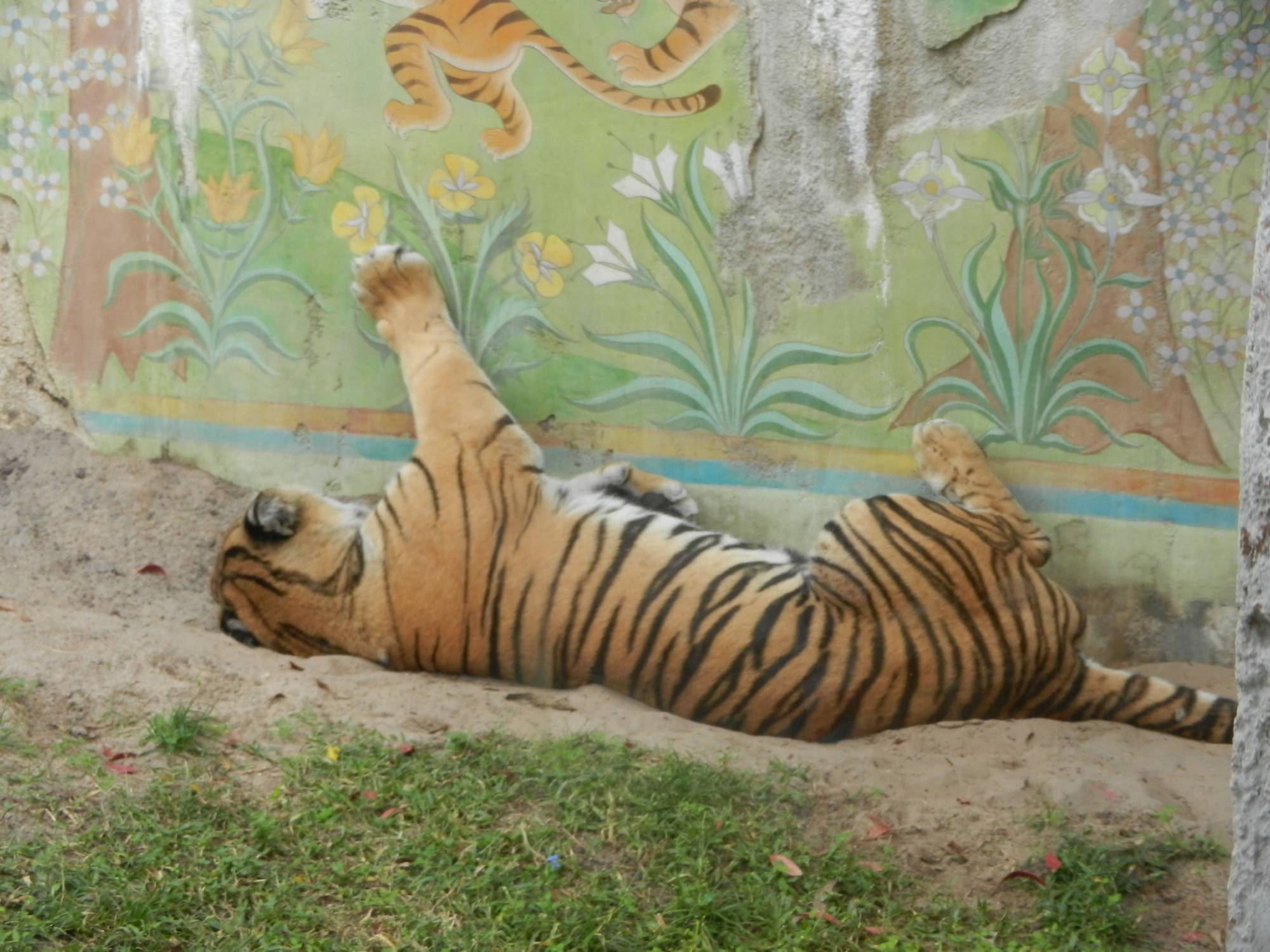 Maharajah Trek Tiger