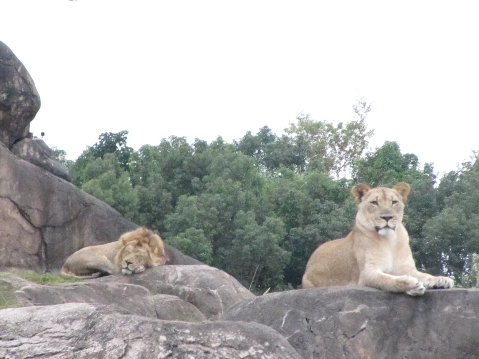 Lions and the Safari