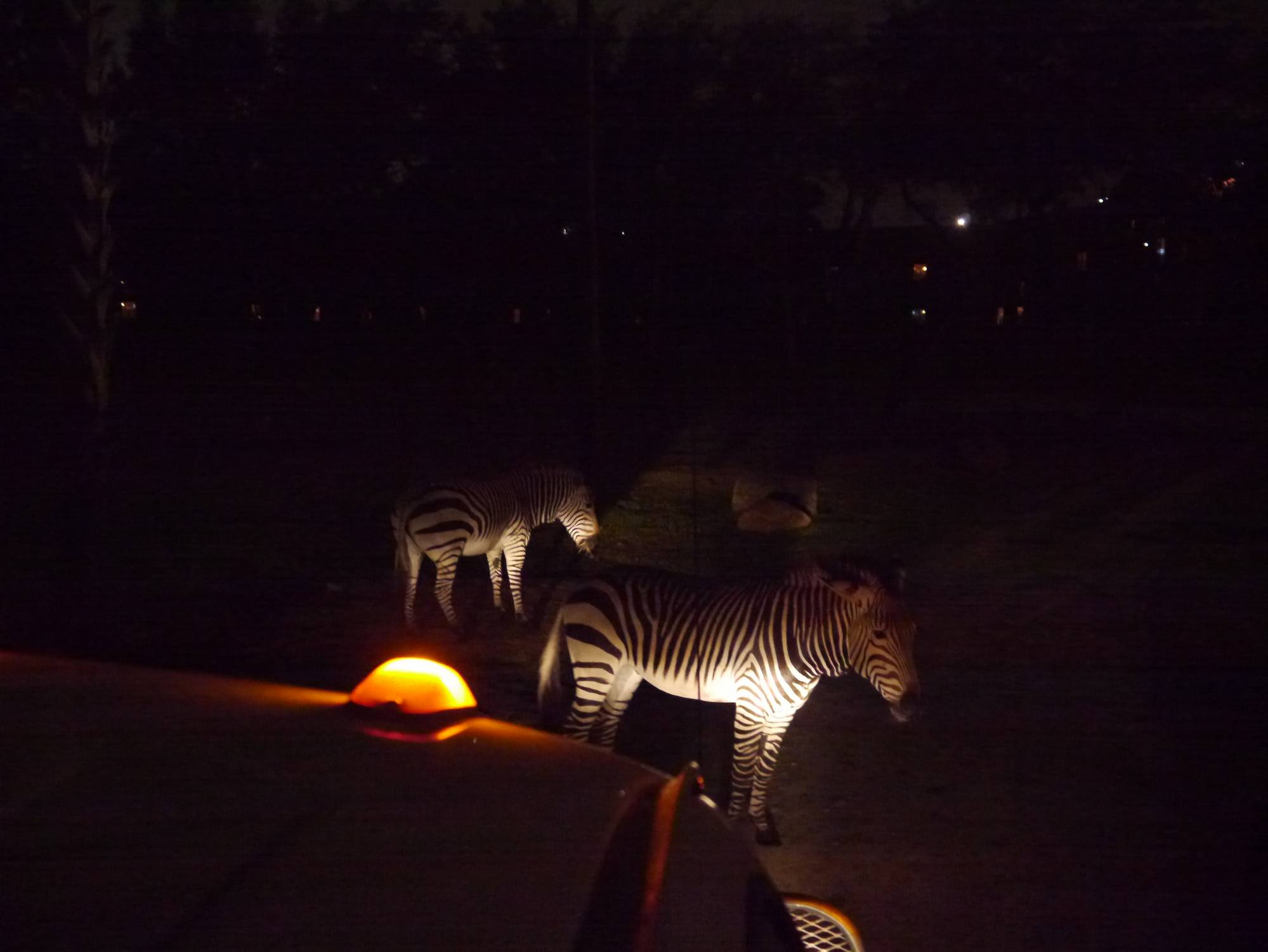 Animal Kingdom Lodge - night-time safari