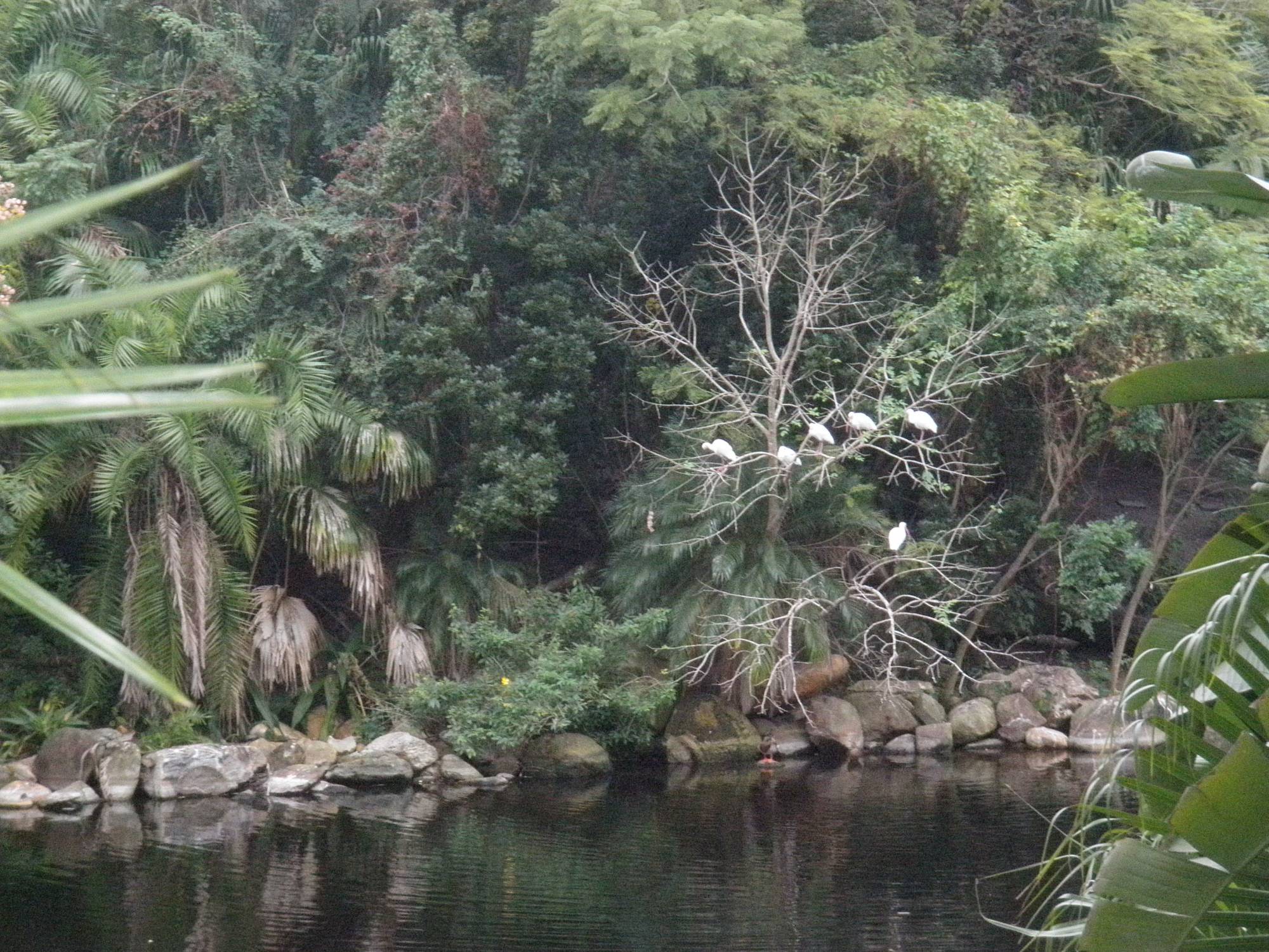 The Oasis - from the bridge to Discovery Island