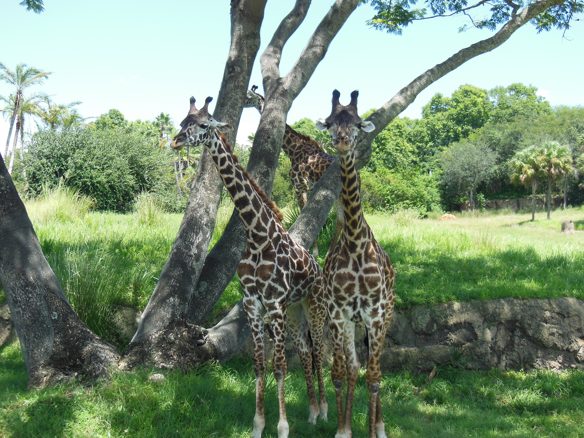 Giraffes on Kilimanjaro Safari