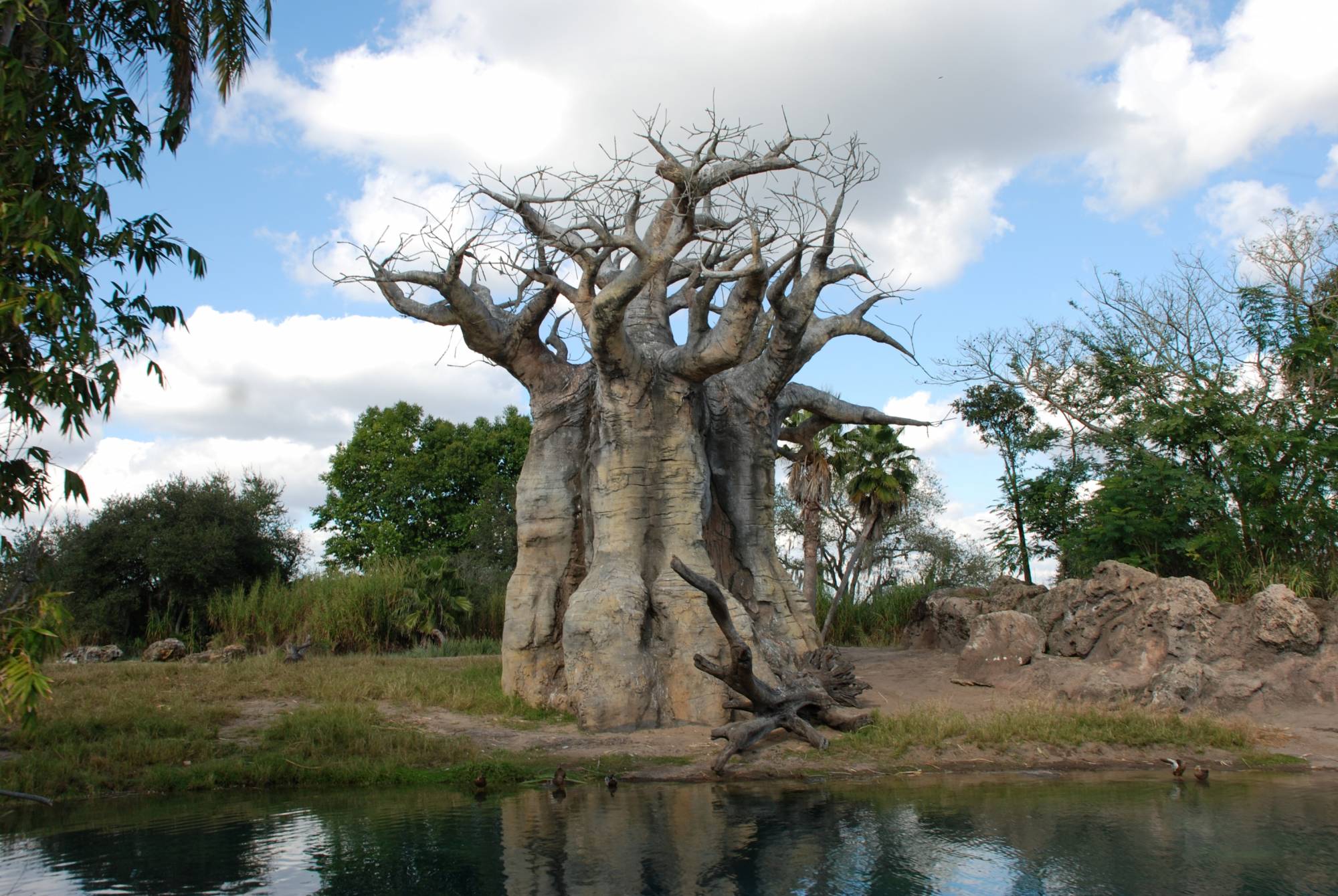 Animal Kingdom - Kilimanjaro Safaris Baobab Tree