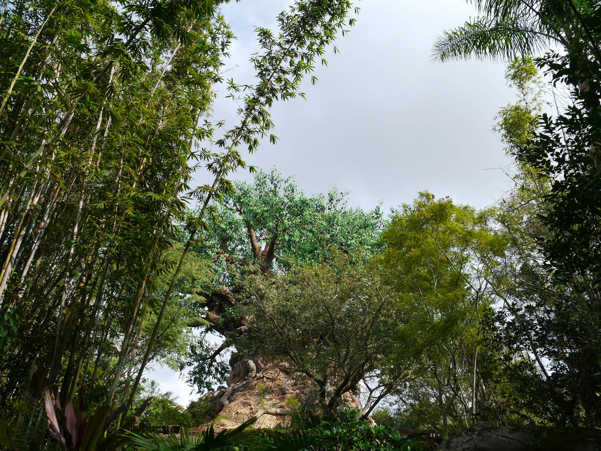 Animal Kingdom - Tree of Life