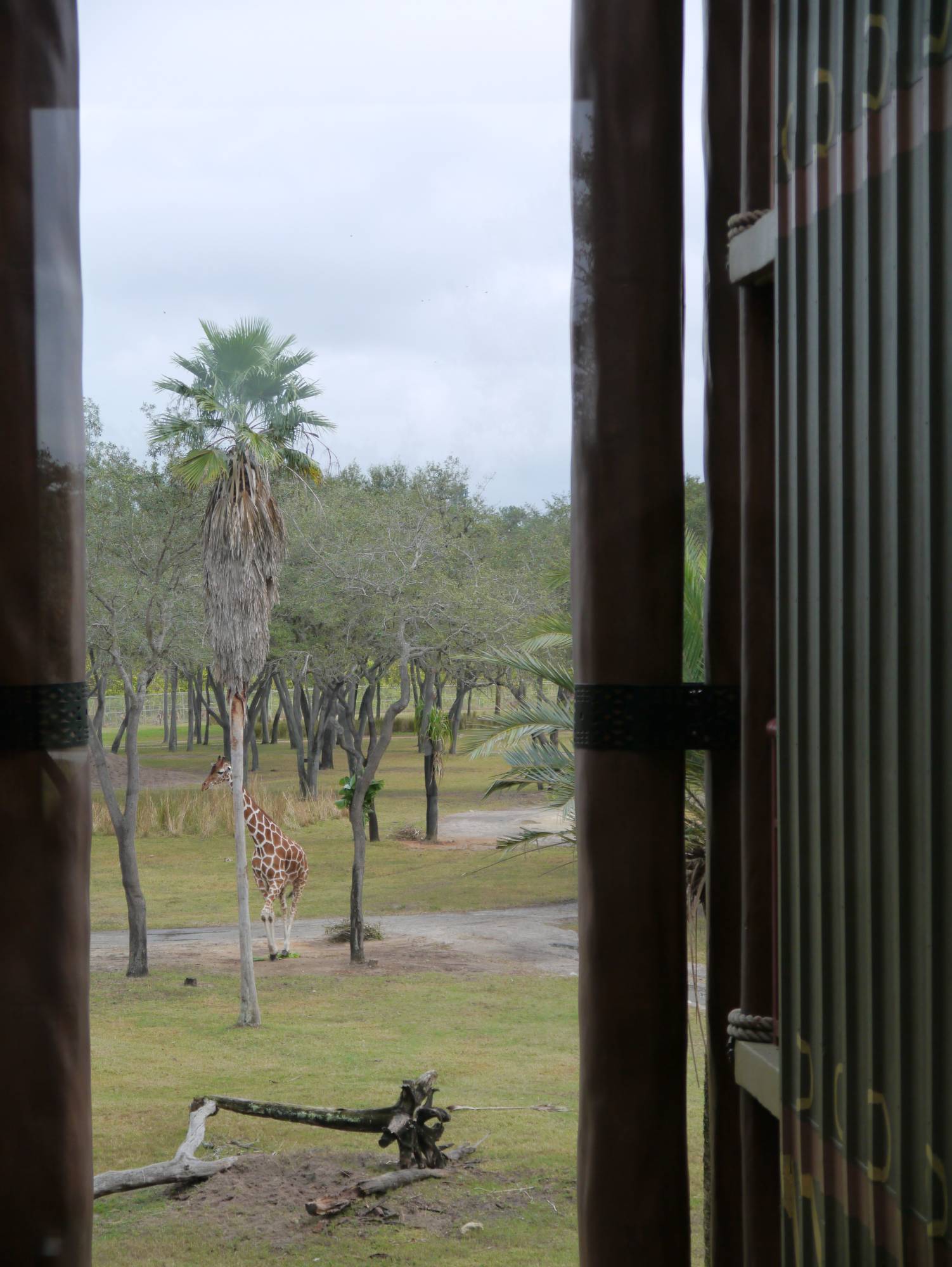 Animal Kingdom Lodge - savannah view