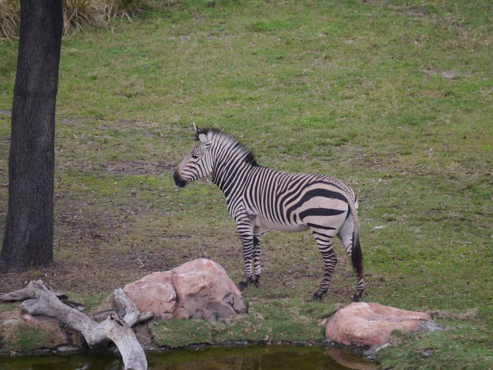 Animal Kingdom Lodge - zebra