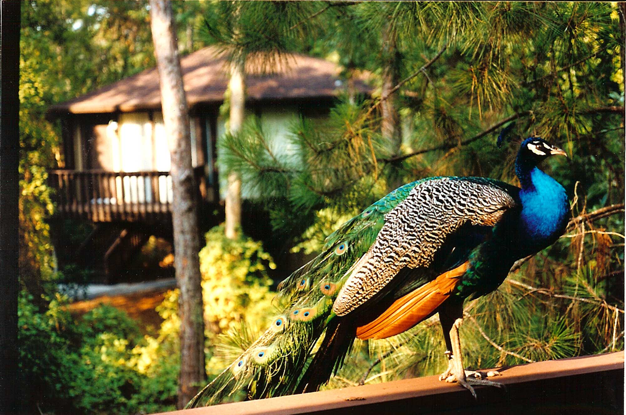 Disney Institute - Peacock Near Treehouses