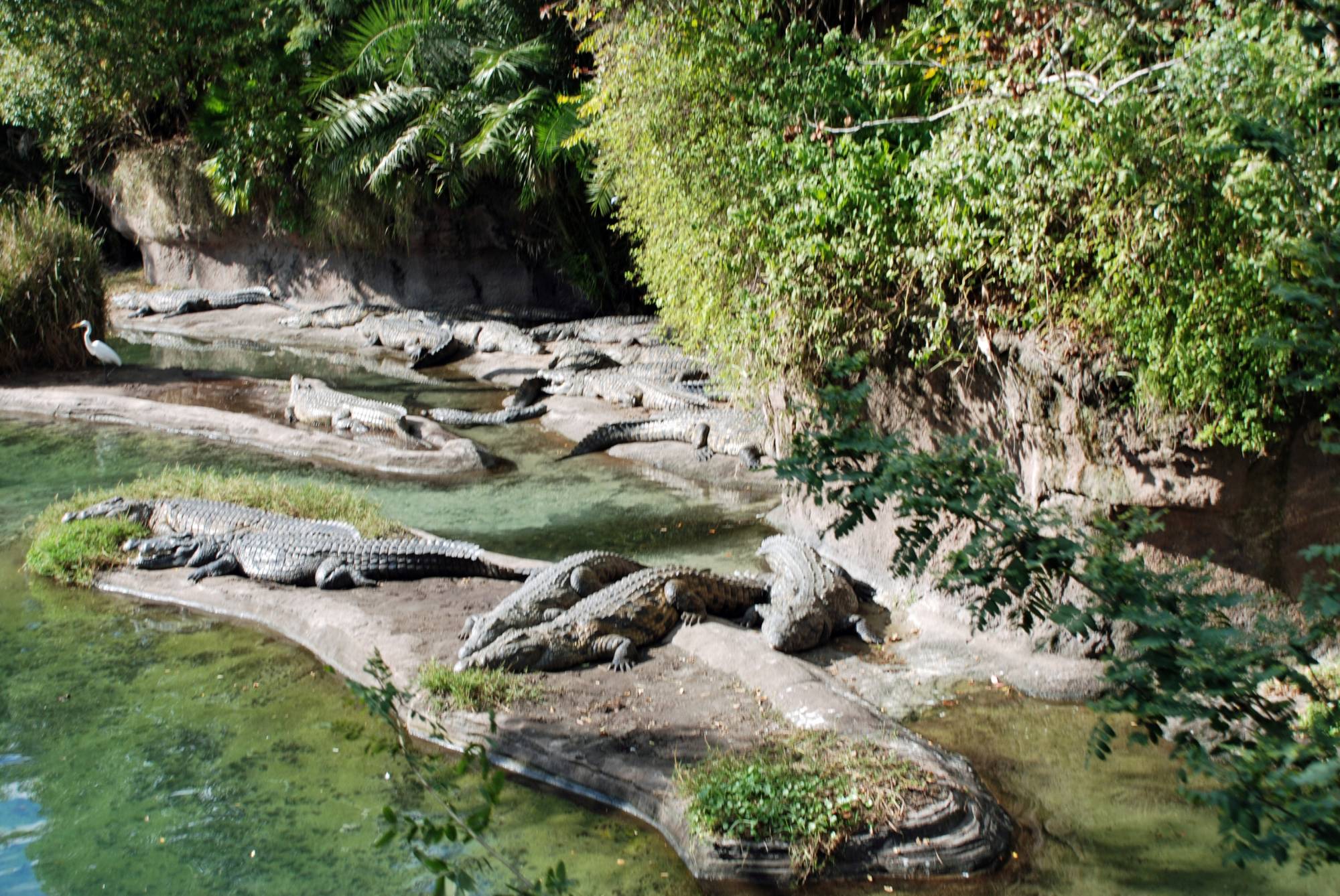 Animal Kingdom - Kilimanjaro Safaris Crocodiles