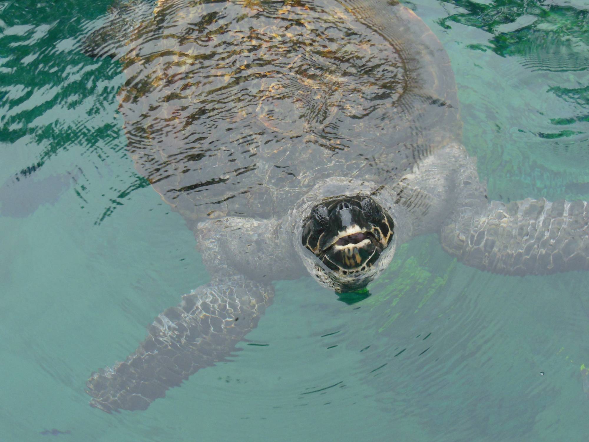 SeaWorld - turtle