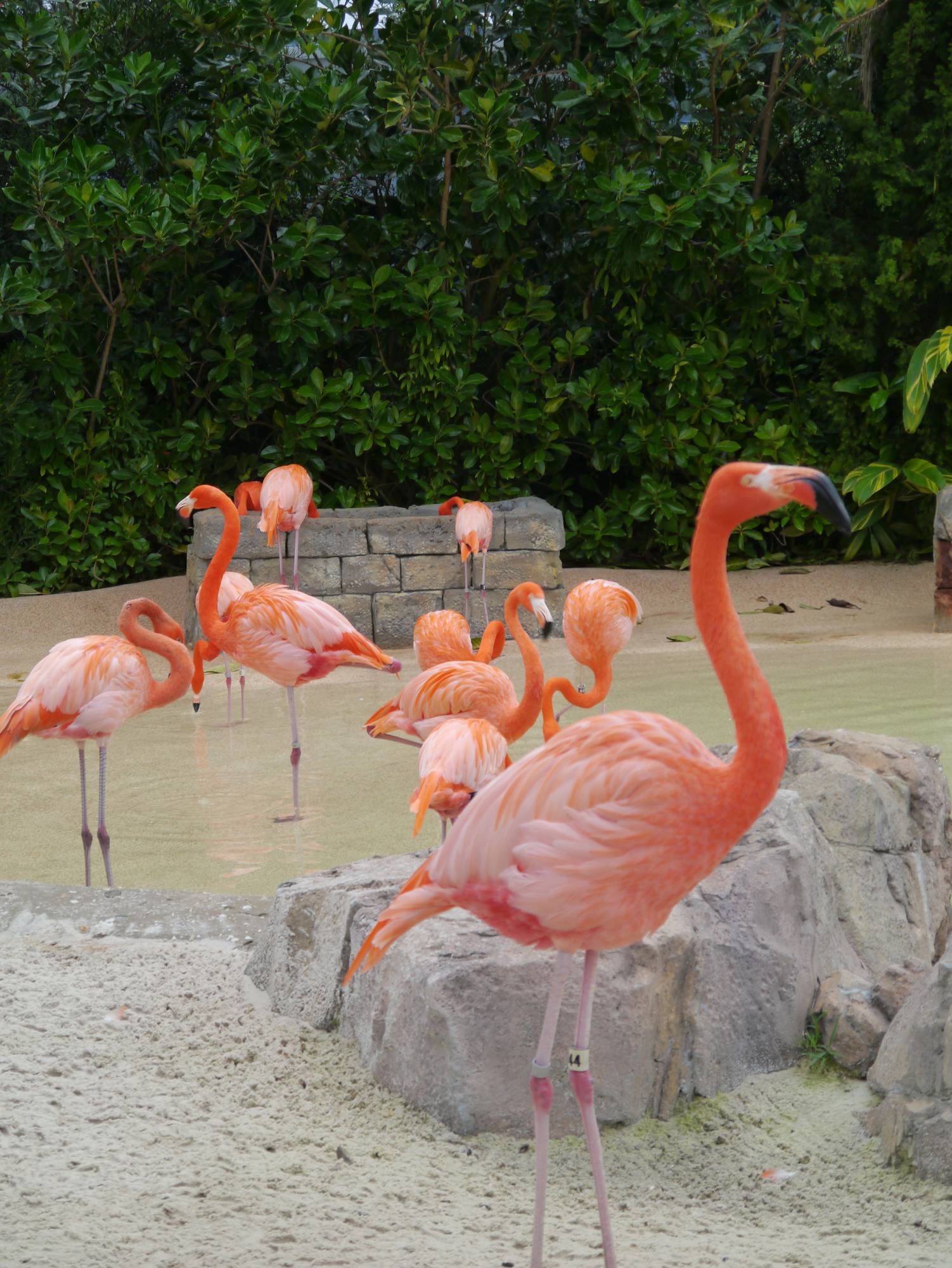 SeaWorld - flamingoes