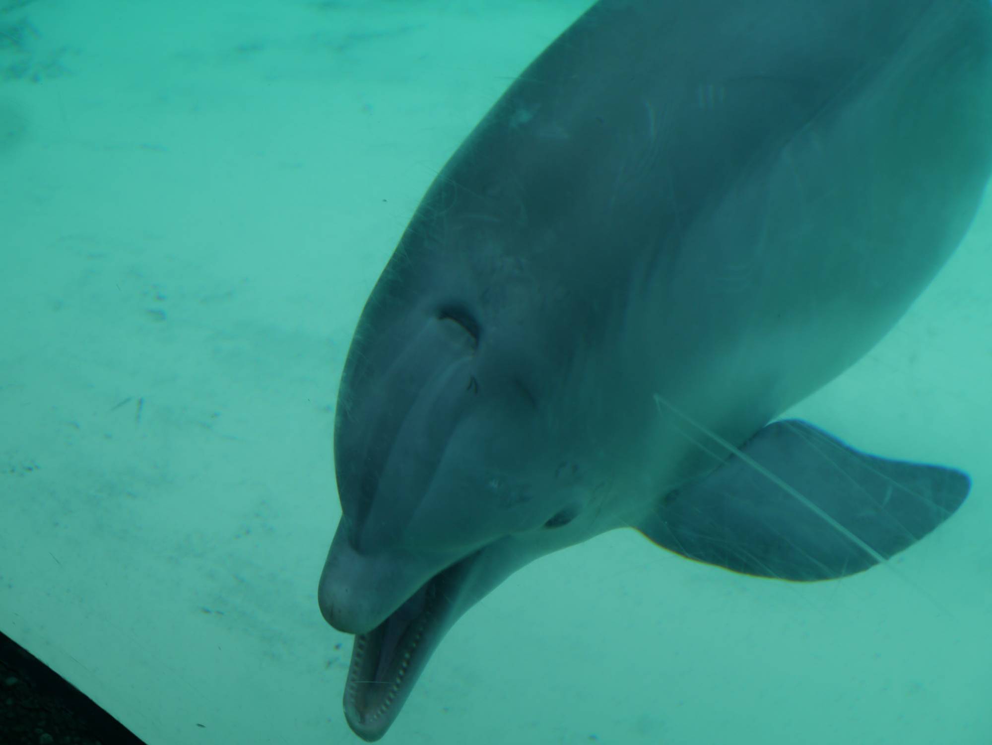 SeaWorld - Dolphin Cove
