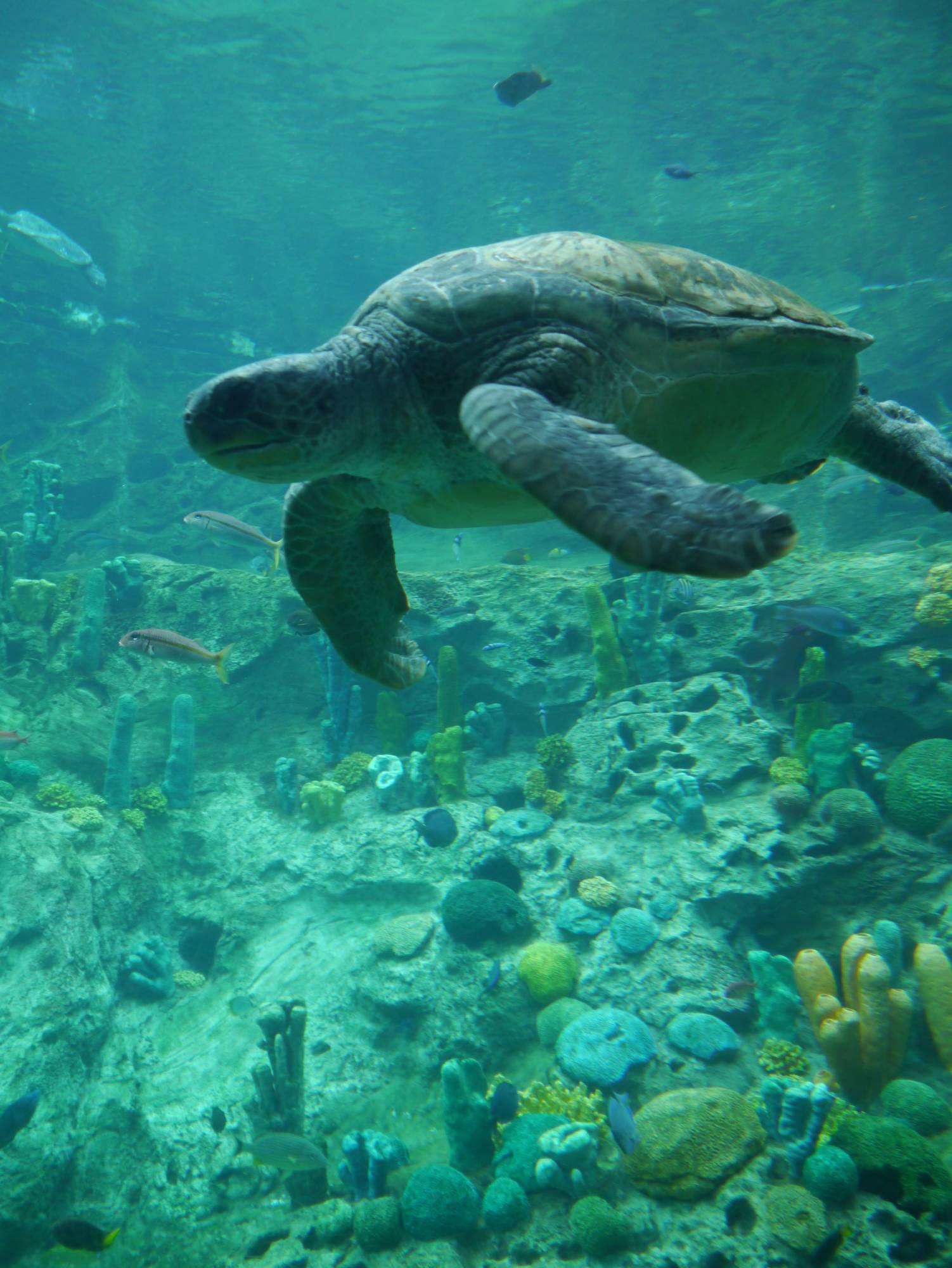 SeaWorld - turtles