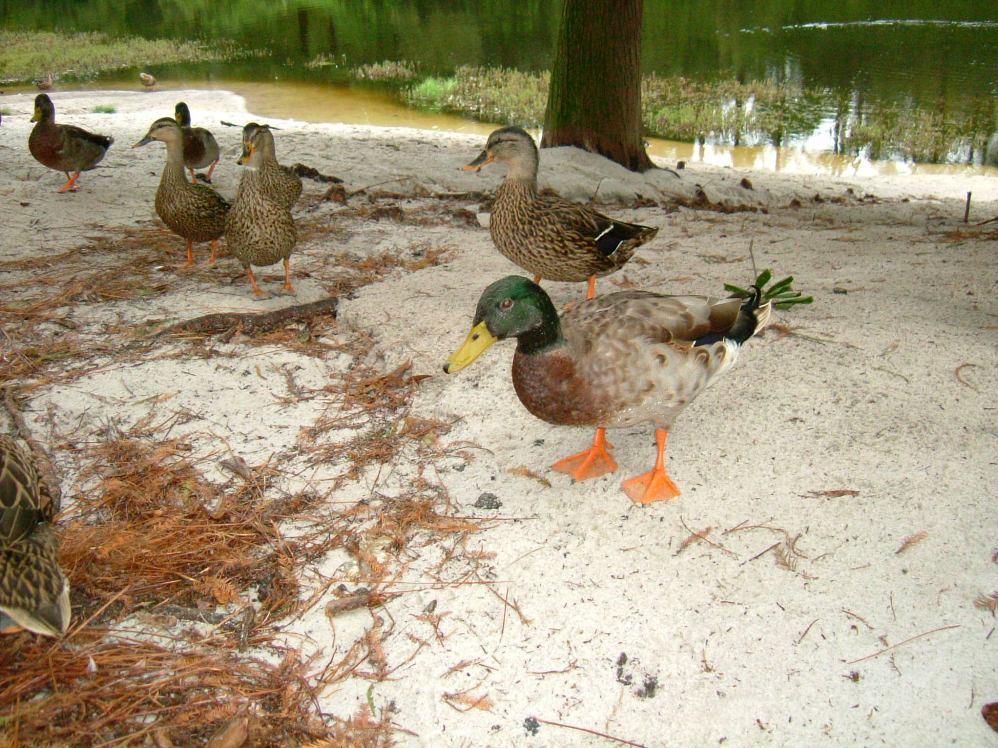 Port Orleans Riverside - Ducks
