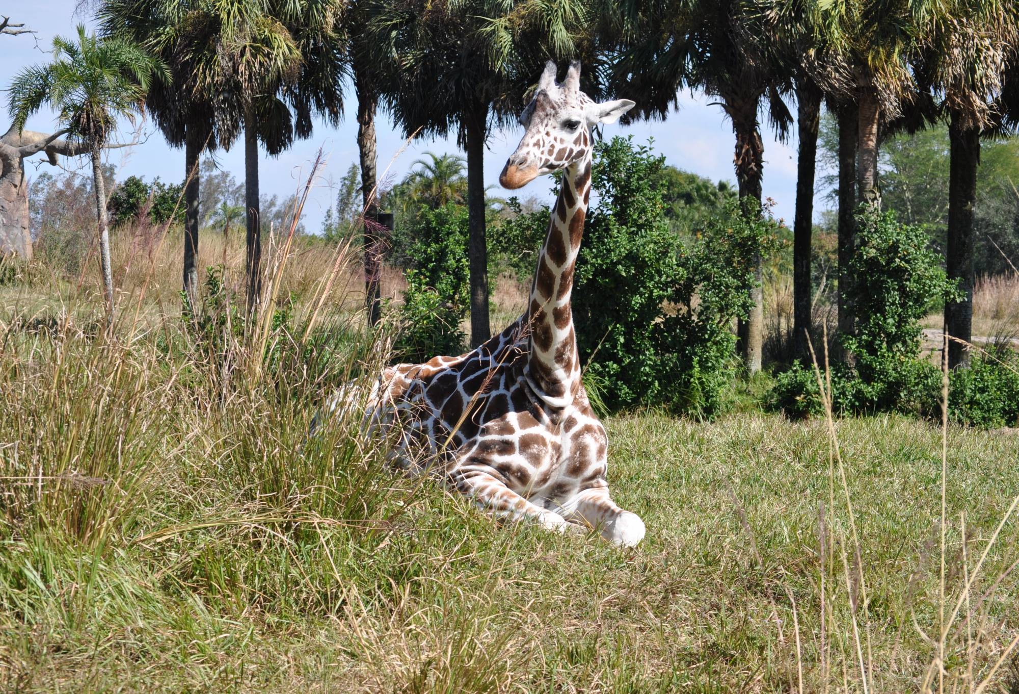 Animal Kingdom - Giraffe on the Safari