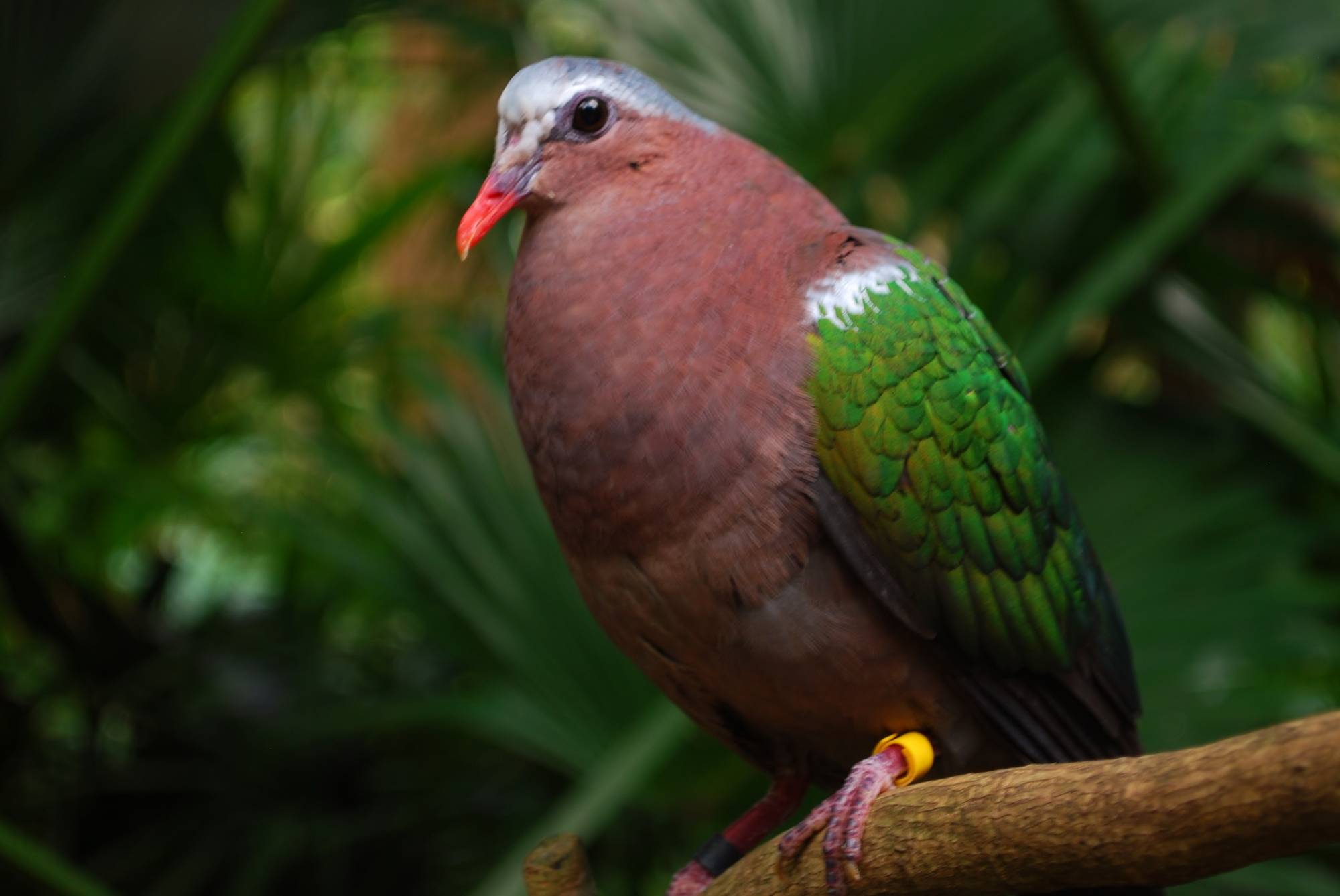 Asia-Maharajah Jungle Trek-Green Winged Dove