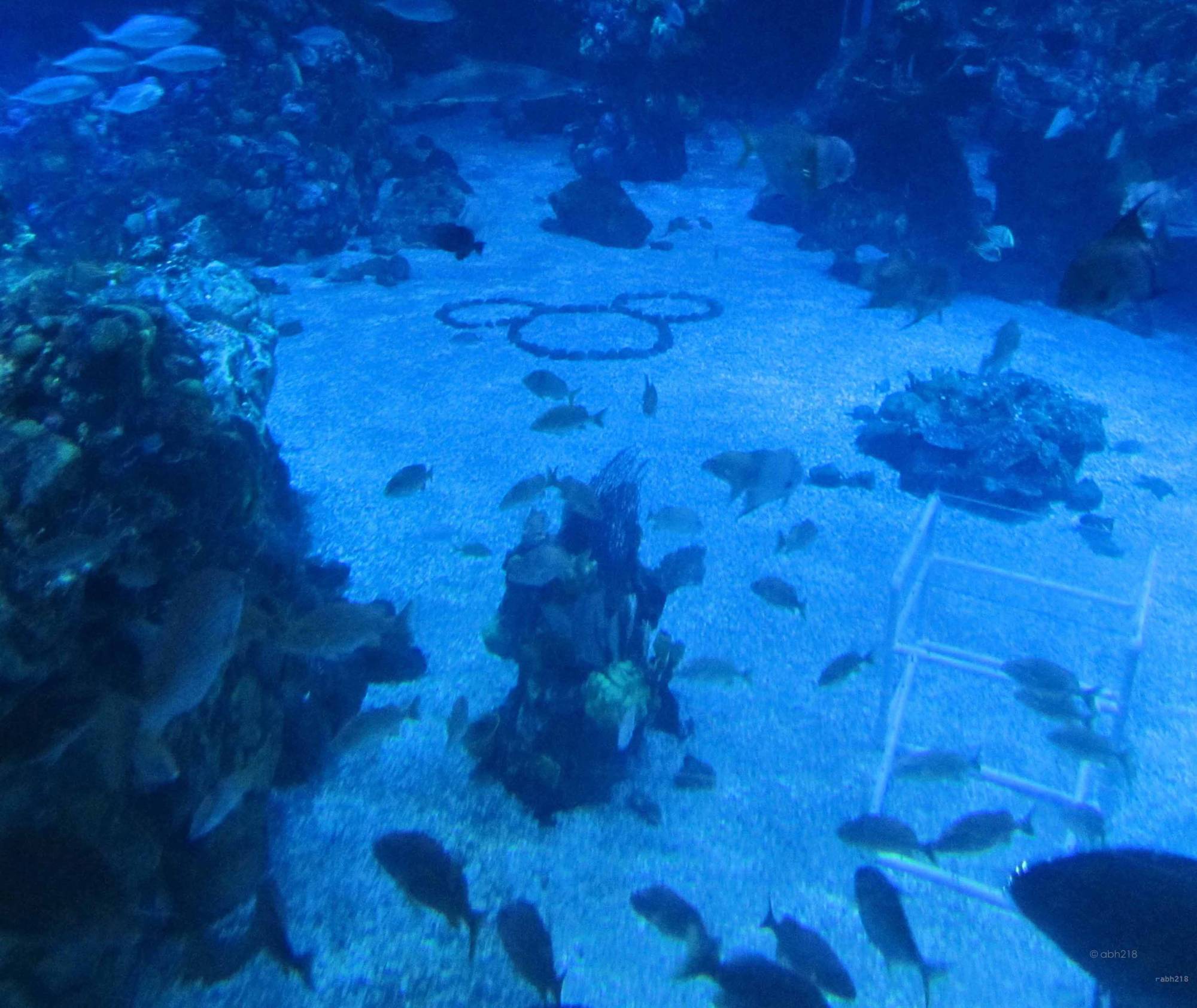 Underwater Mickey head