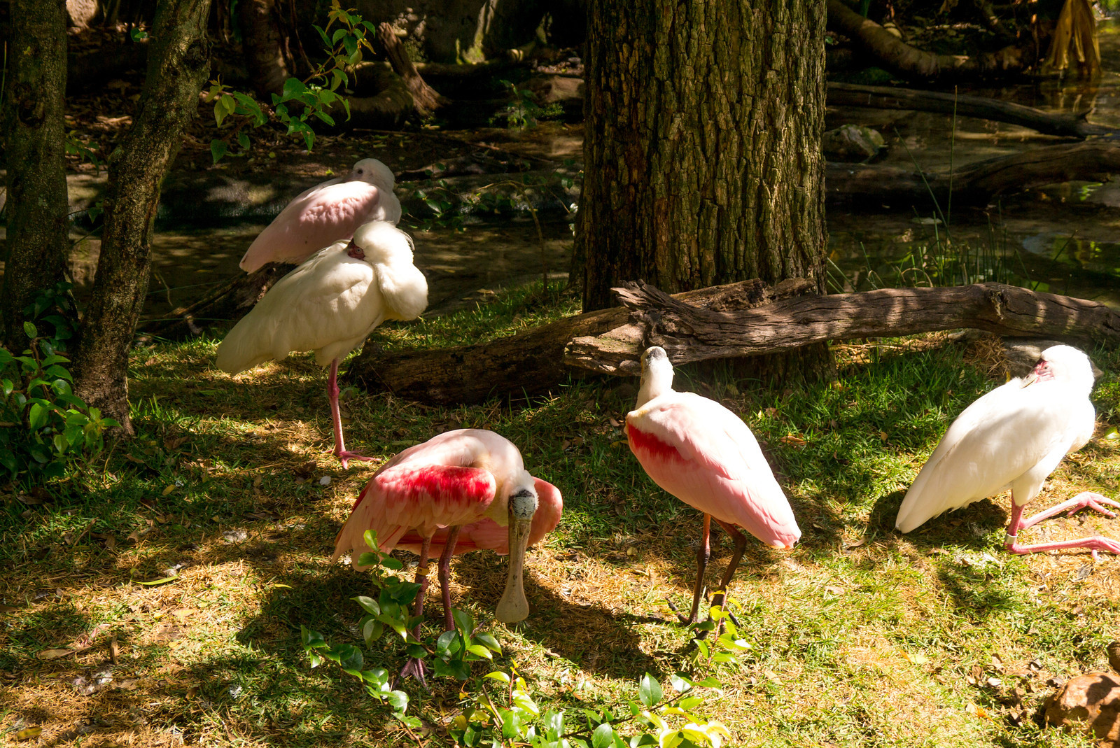 Animal Kingdom - Oasis