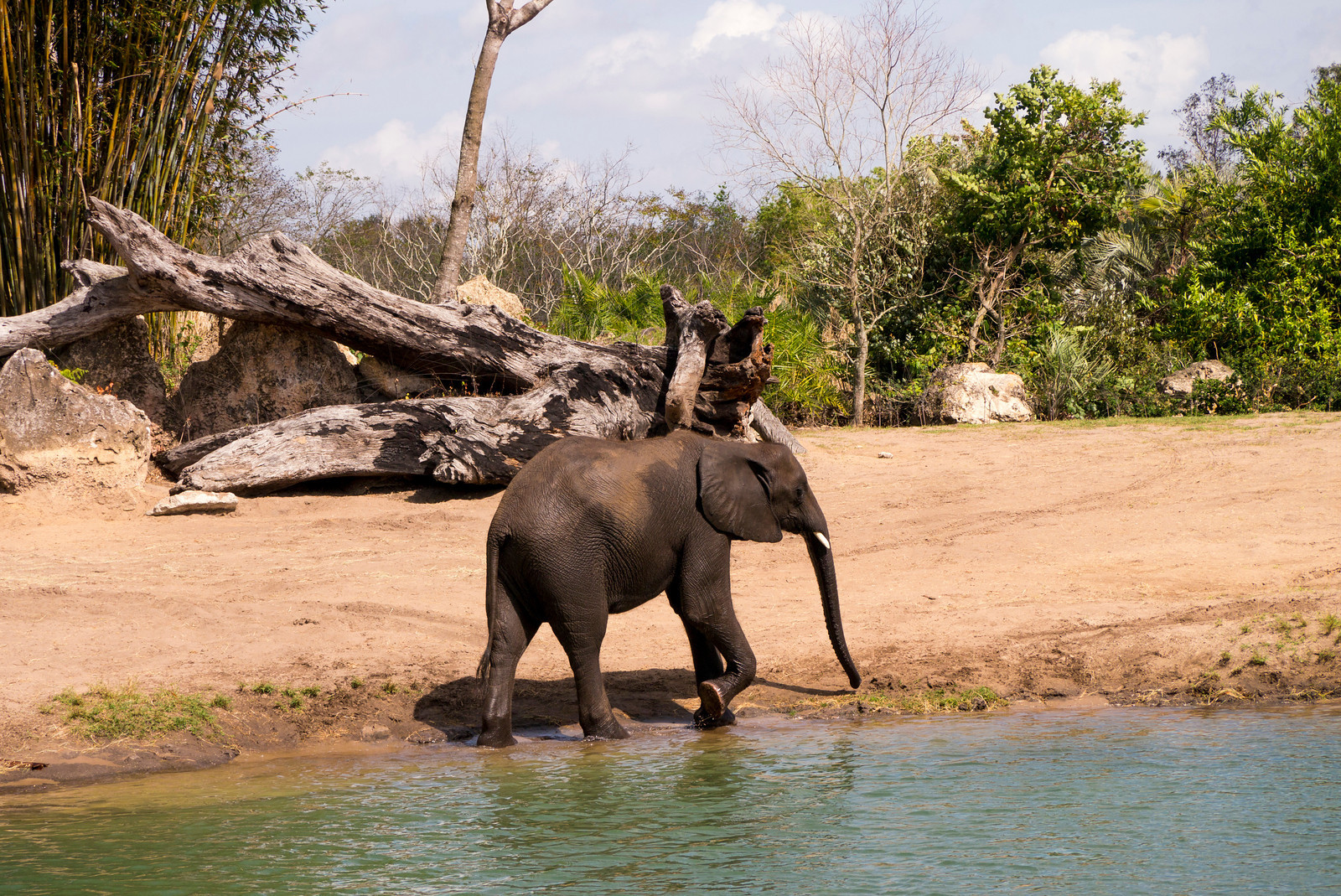 Animal Kingdom - Kilimanjaro Safaris