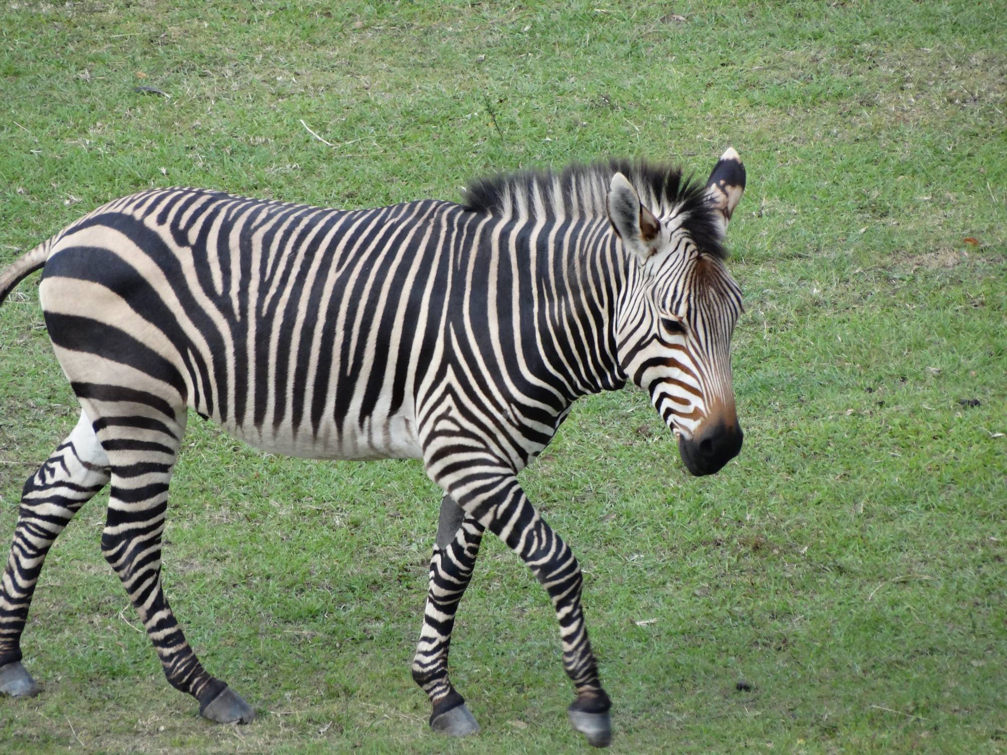 Animal Kingdom Lodge - zebra on savannah